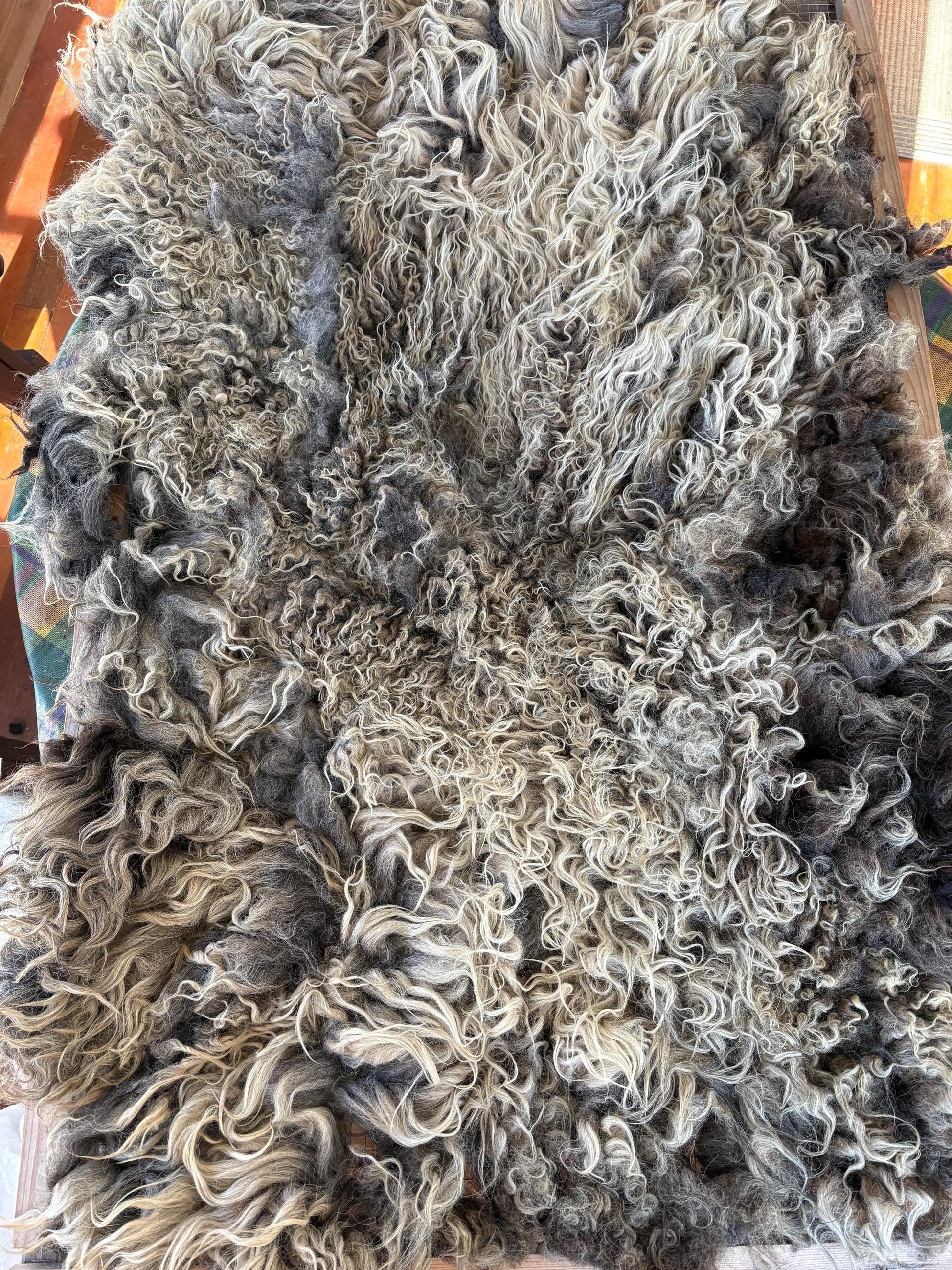 Icelandic Ewe Raw Wool Fleece (Fall Shearing)