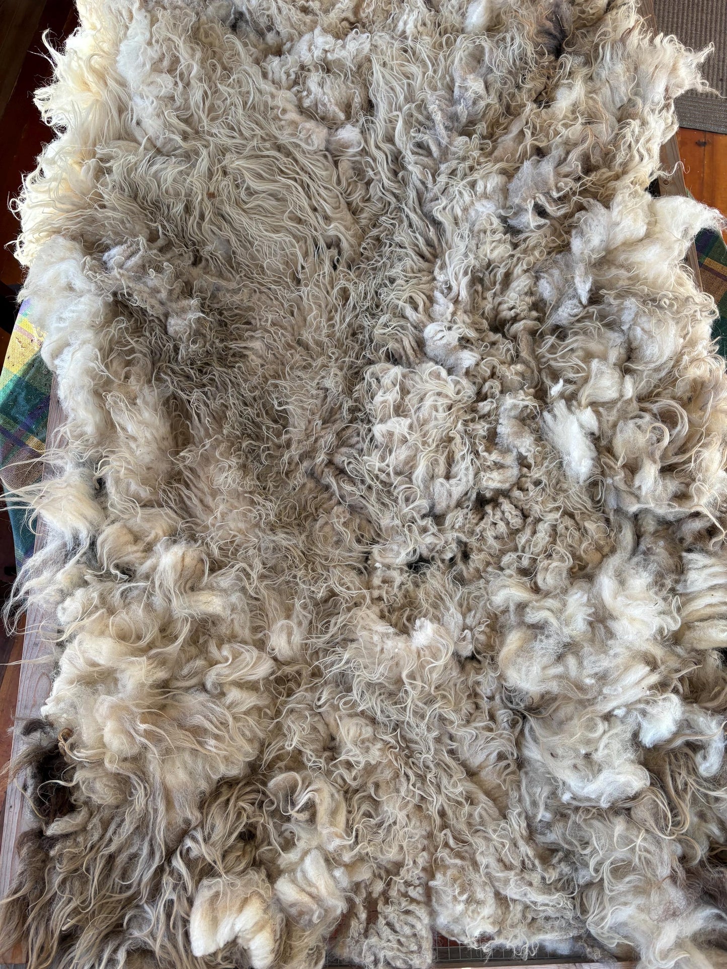 Icelandic Ewe Raw Wool Fleece (Fall Shearing)