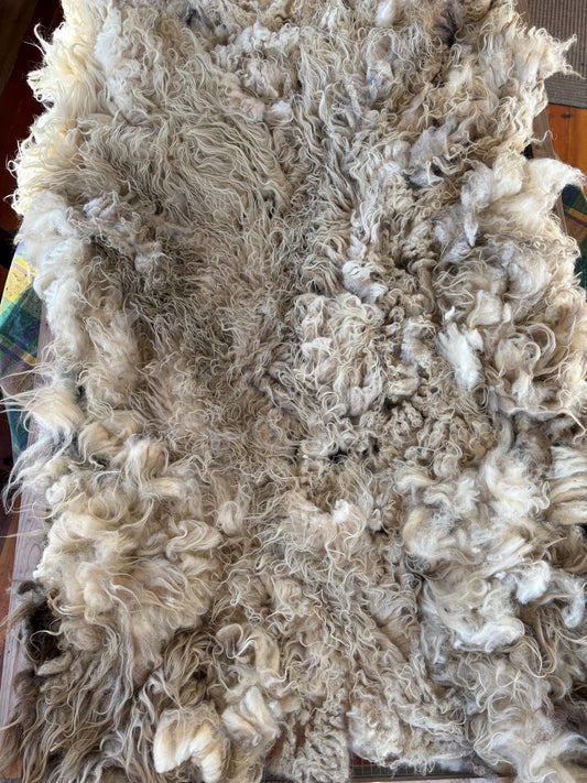 Icelandic Ewe Raw Wool Fleece (Fall Shearing)