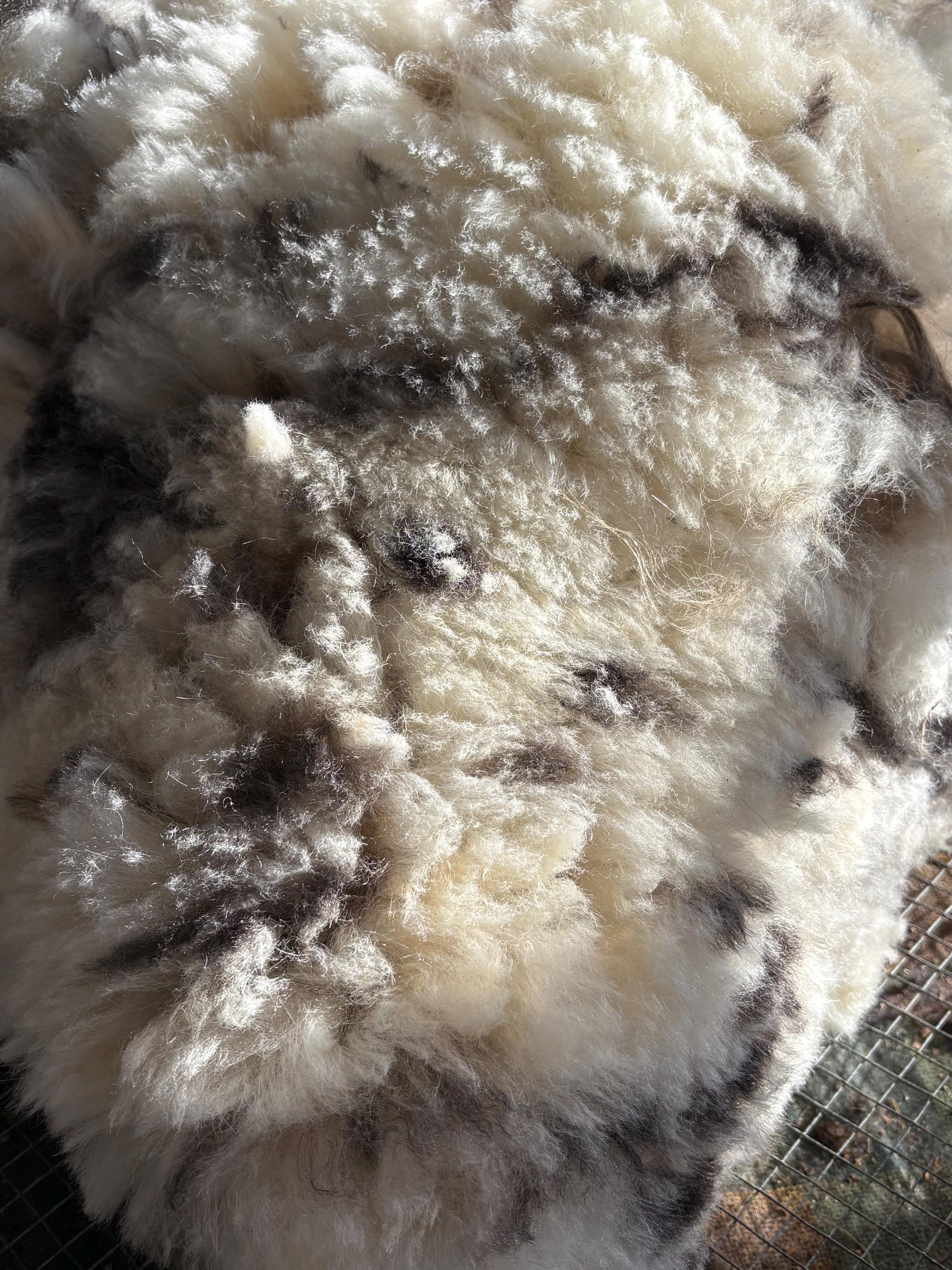 Icelandic Ewe Raw Wool Fleece (Fall Shearing)