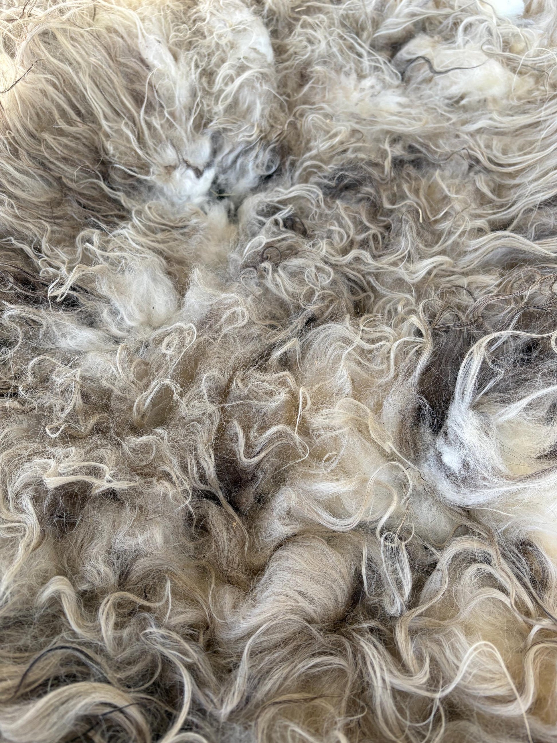 Icelandic Ewe Raw Wool Fleece (Fall Shearing)