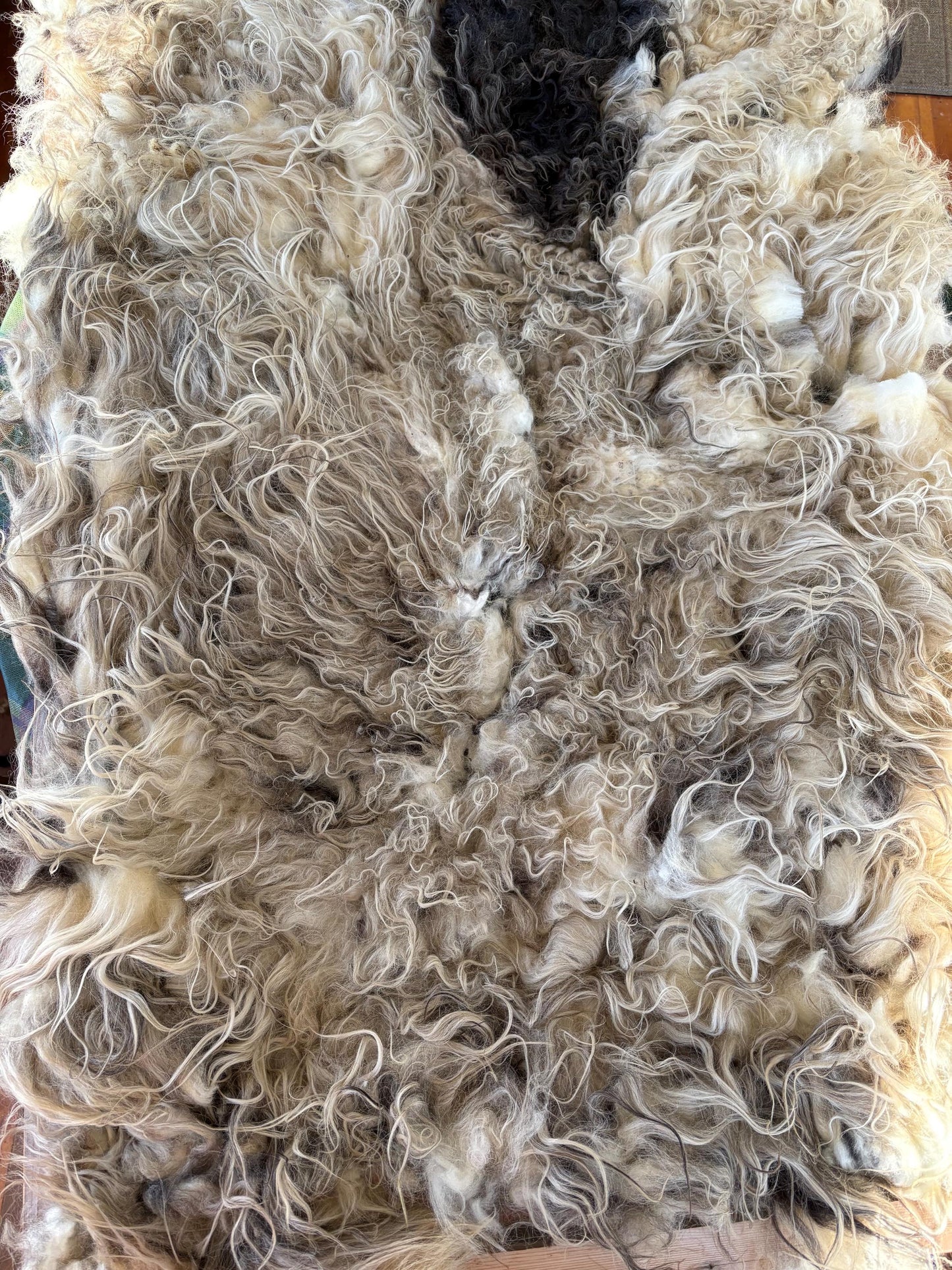 Icelandic Ewe Raw Wool Fleece (Fall Shearing)