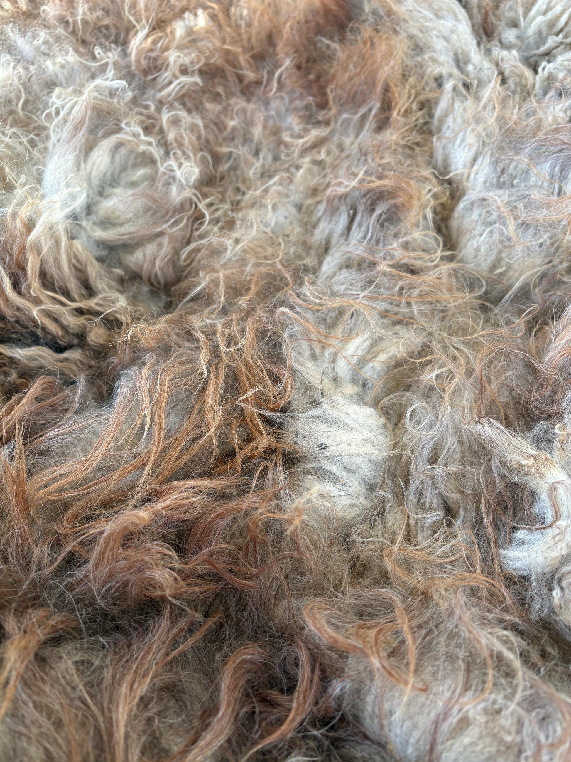 Icelandic Ewe Raw Wool Fleece (Fall Shearing)