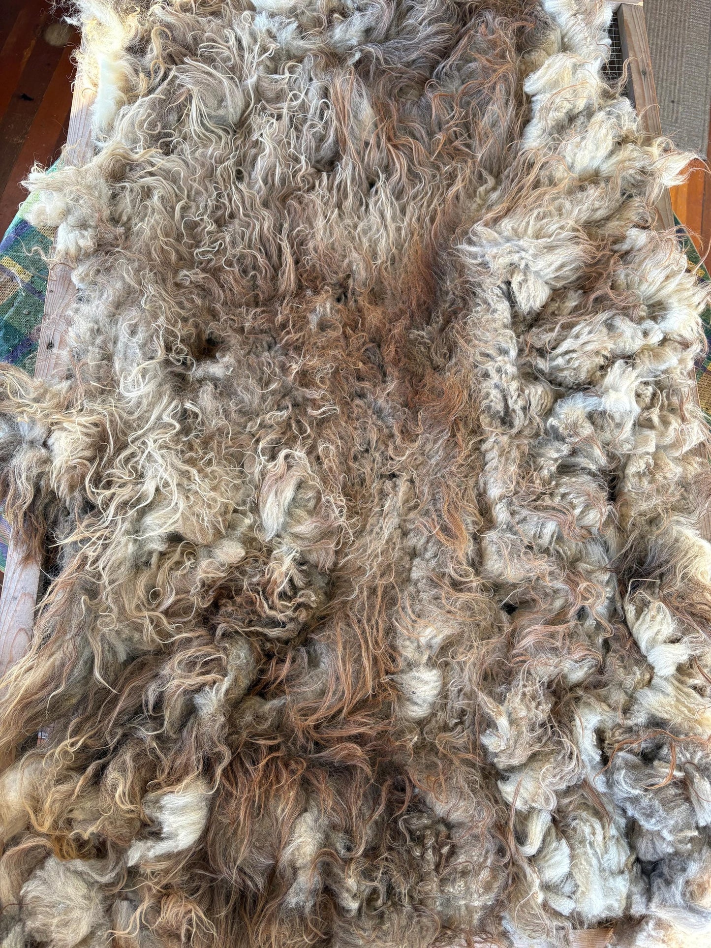 Icelandic Ewe Raw Wool Fleece (Fall Shearing)