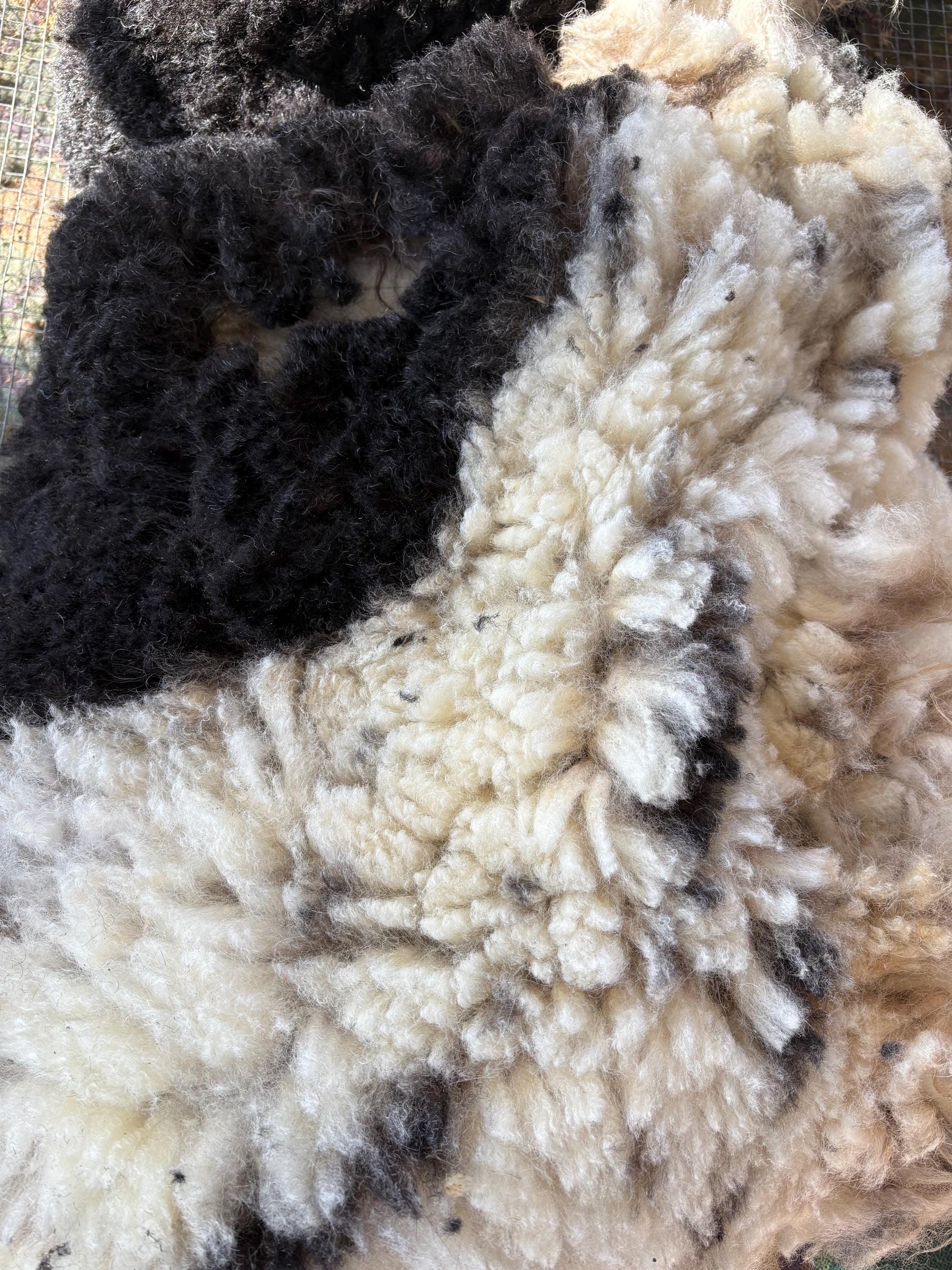 Icelandic Ewe Raw Wool Fleece (Fall Shearing)