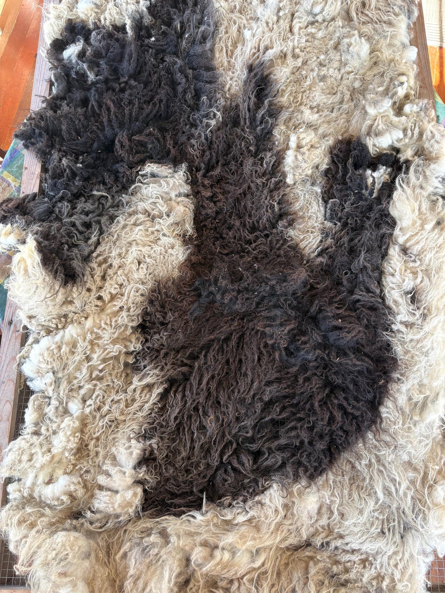 Icelandic Ewe Raw Wool Fleece (Fall Shearing)