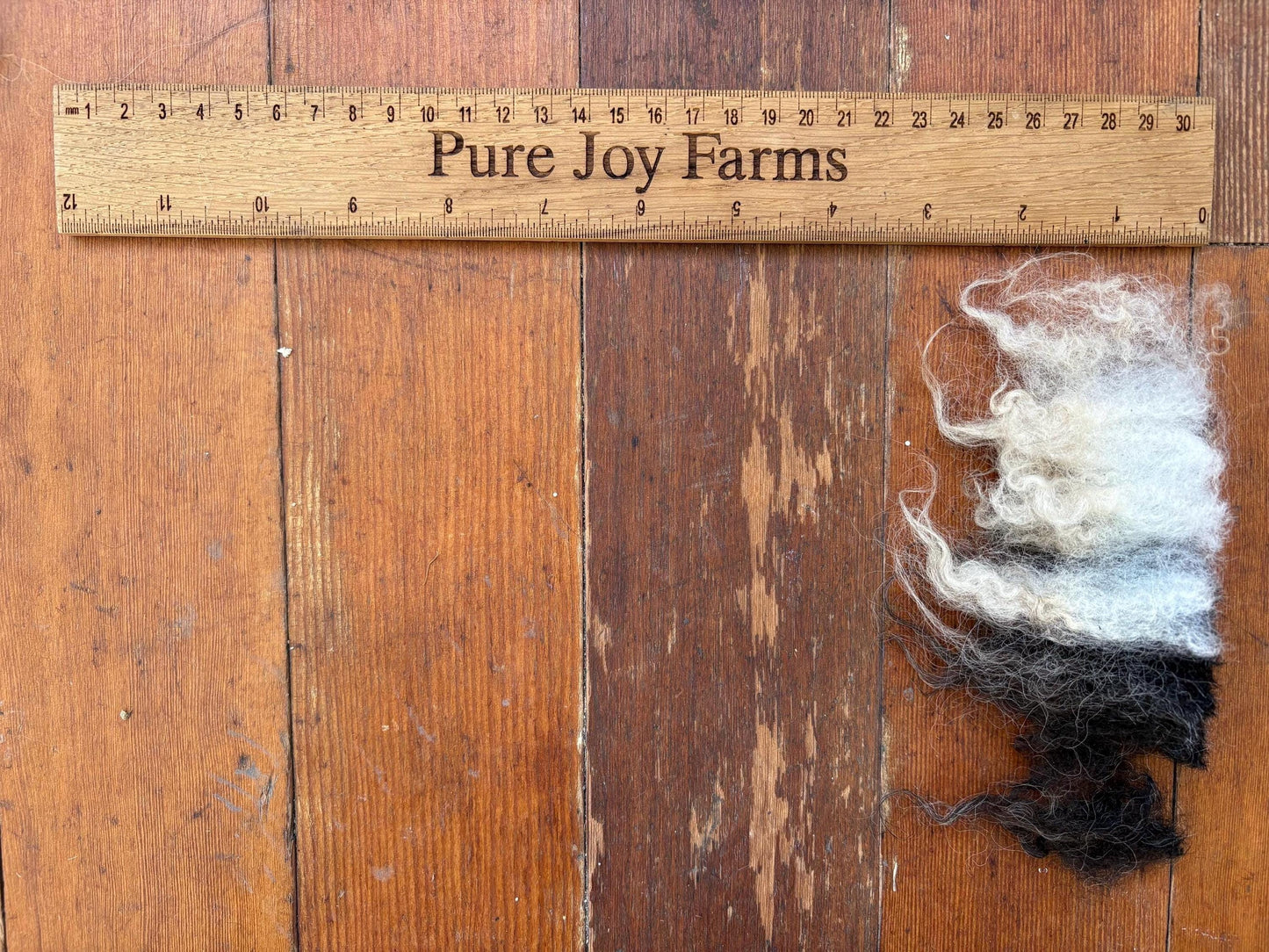 Icelandic Ewe Raw Wool Fleece (Fall Shearing)