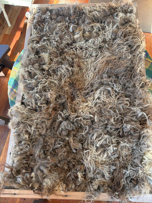 Icelandic Ewe Raw Wool Fleece (Fall Shearing)