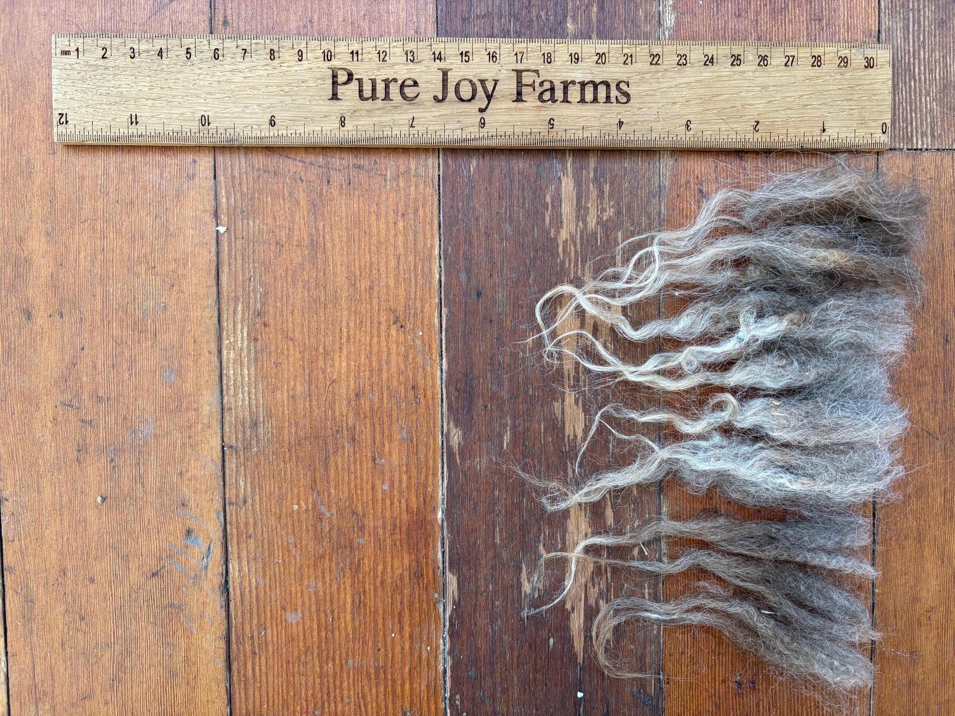 Icelandic Ewe Raw Wool Fleece (Fall Shearing)