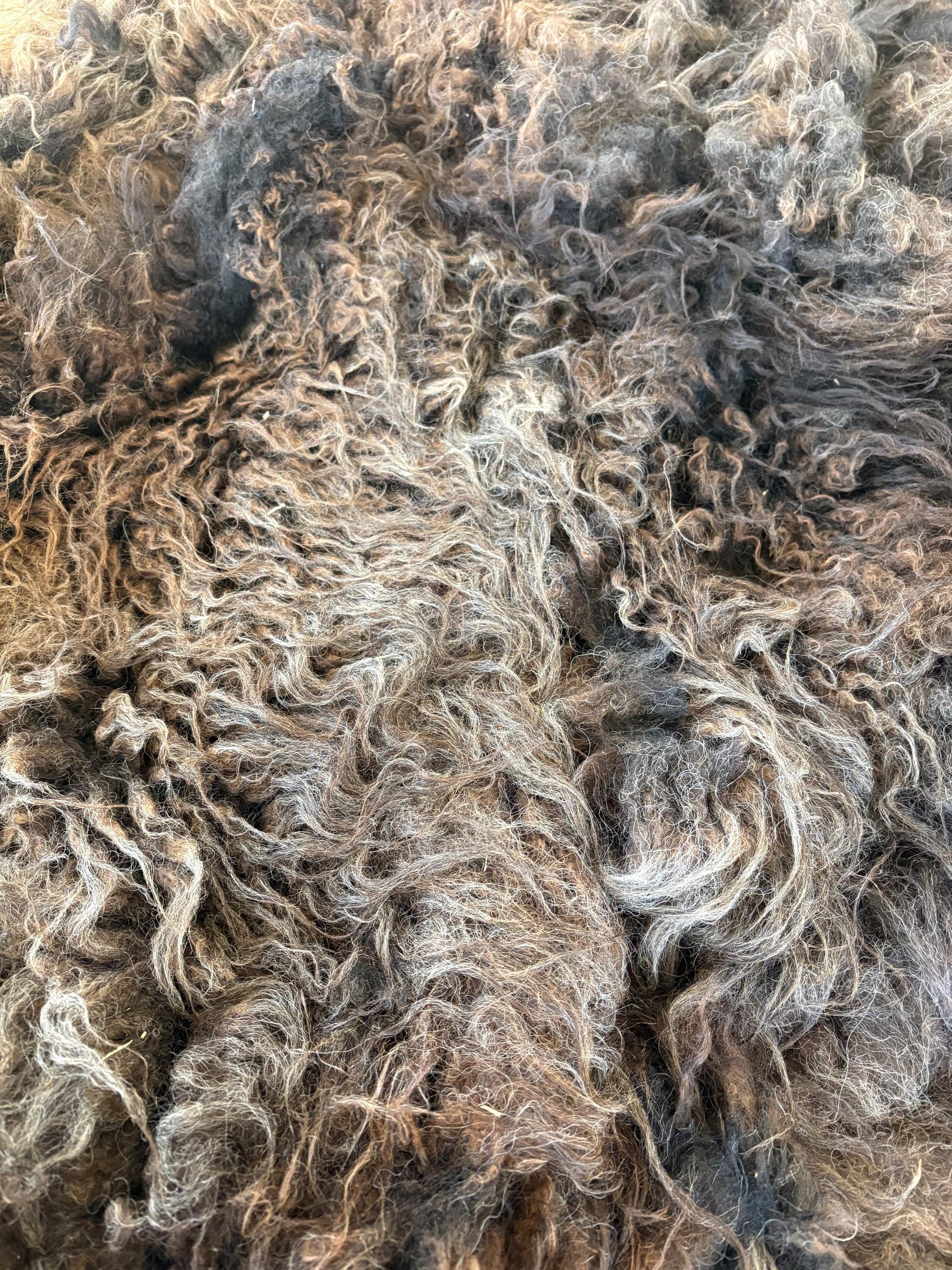Icelandic Ewe Raw Wool Fleece (Fall Shearing)