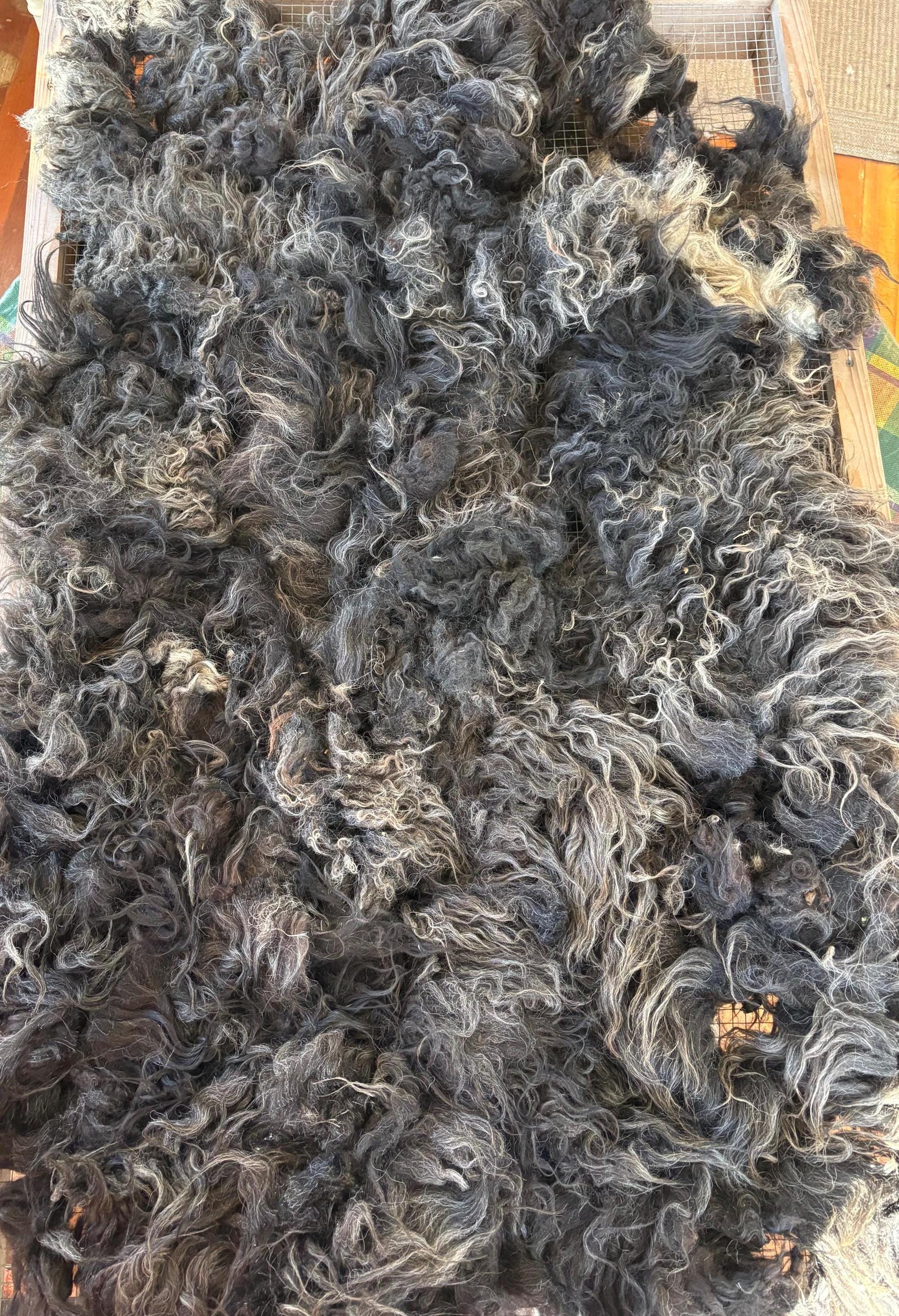 Icelandic Ewe Raw Wool Fleece (Fall Shearing)