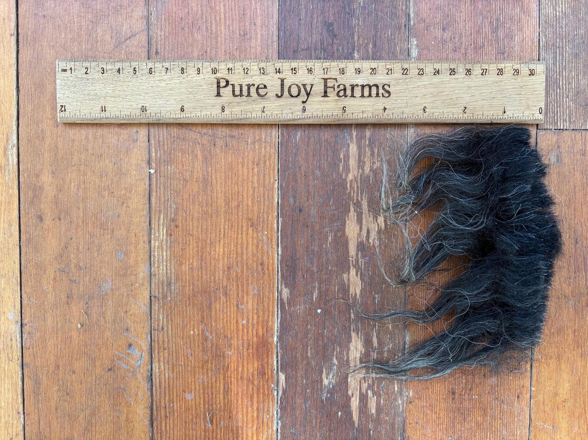 Icelandic Ewe Raw Wool Fleece (Fall Shearing)