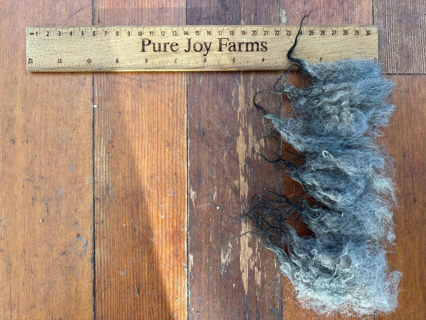 Icelandic Wether Raw Wool Fleece (Fall Shearing)