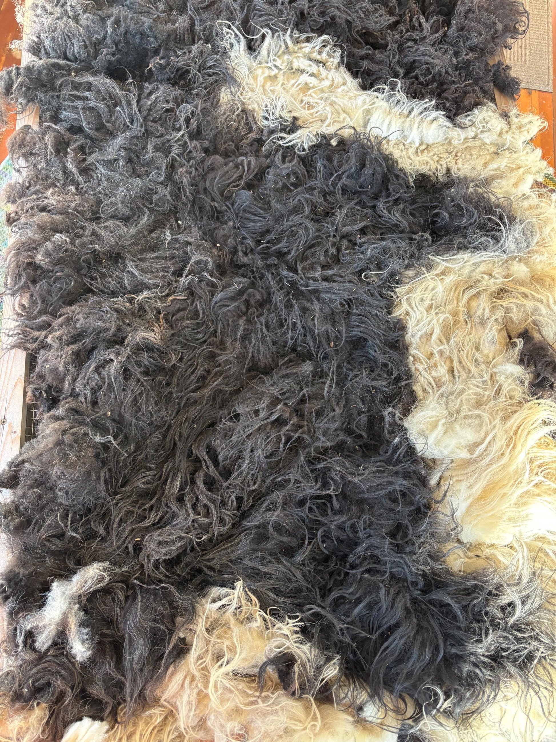 Icelandic Ewe Raw Wool Fleece (Fall Shearing)