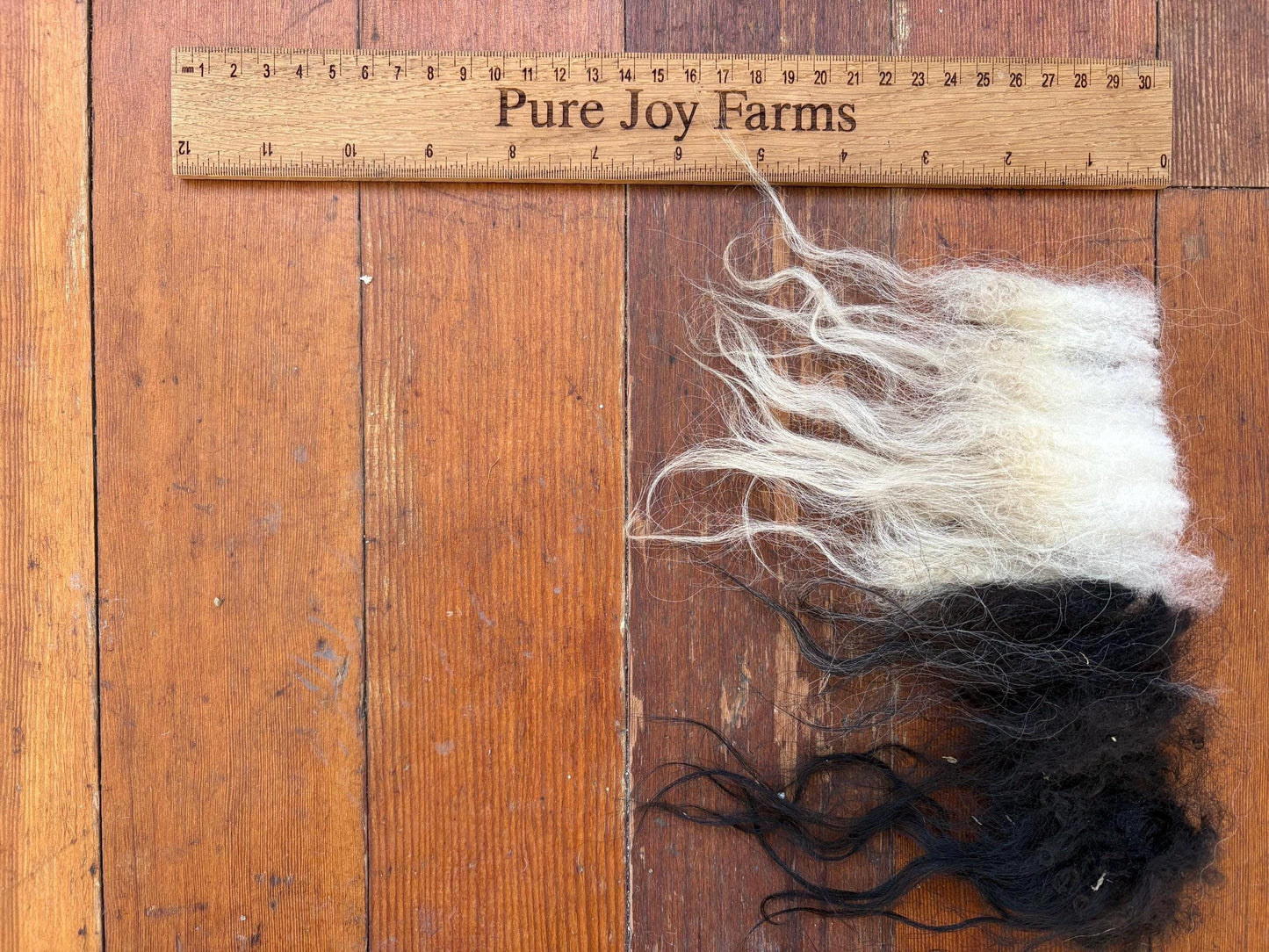 Icelandic Ewe Raw Wool Fleece (Fall Shearing)