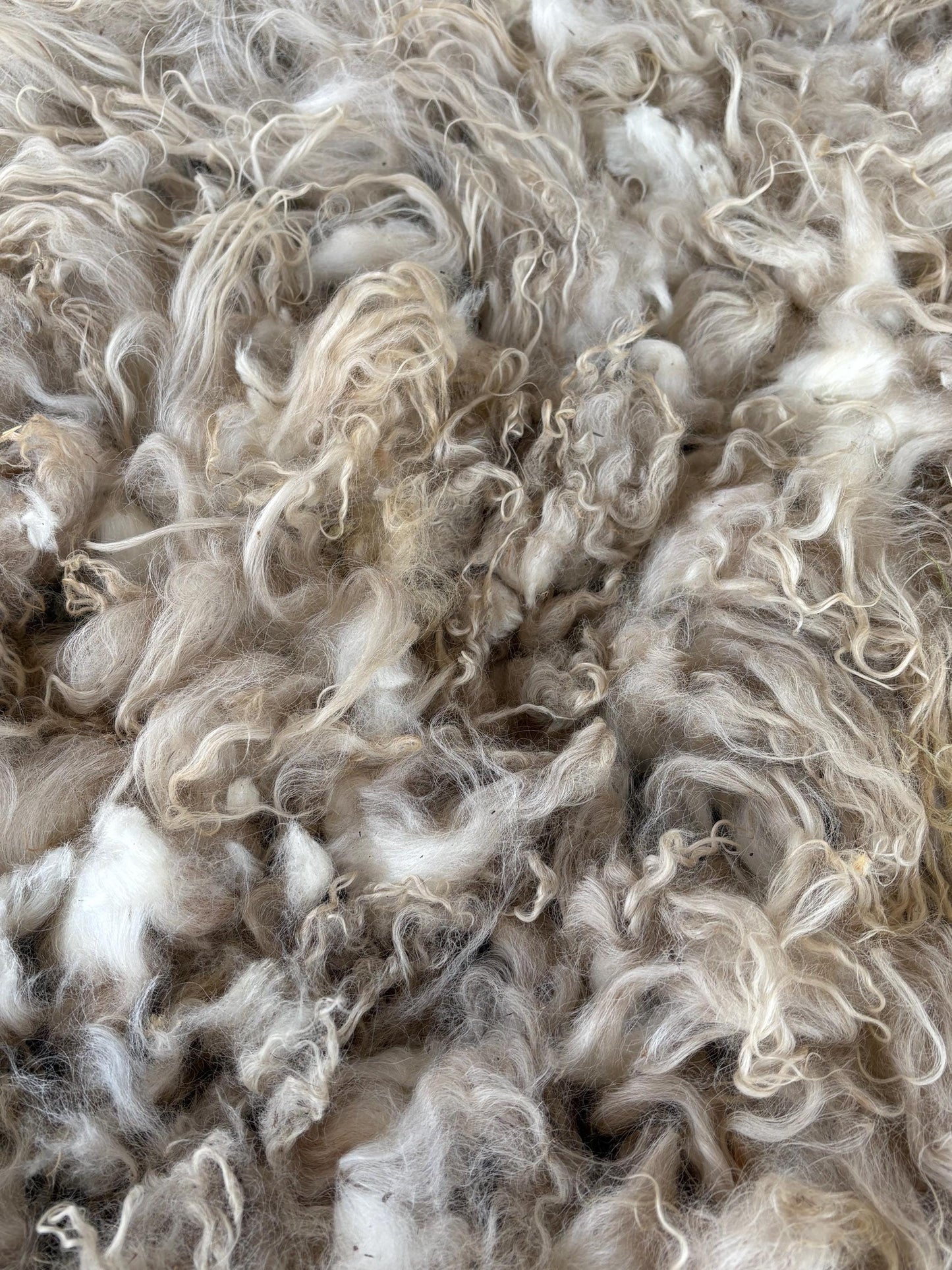 Icelandic Lamb Raw Wool Fleece (Fall Shearing)
