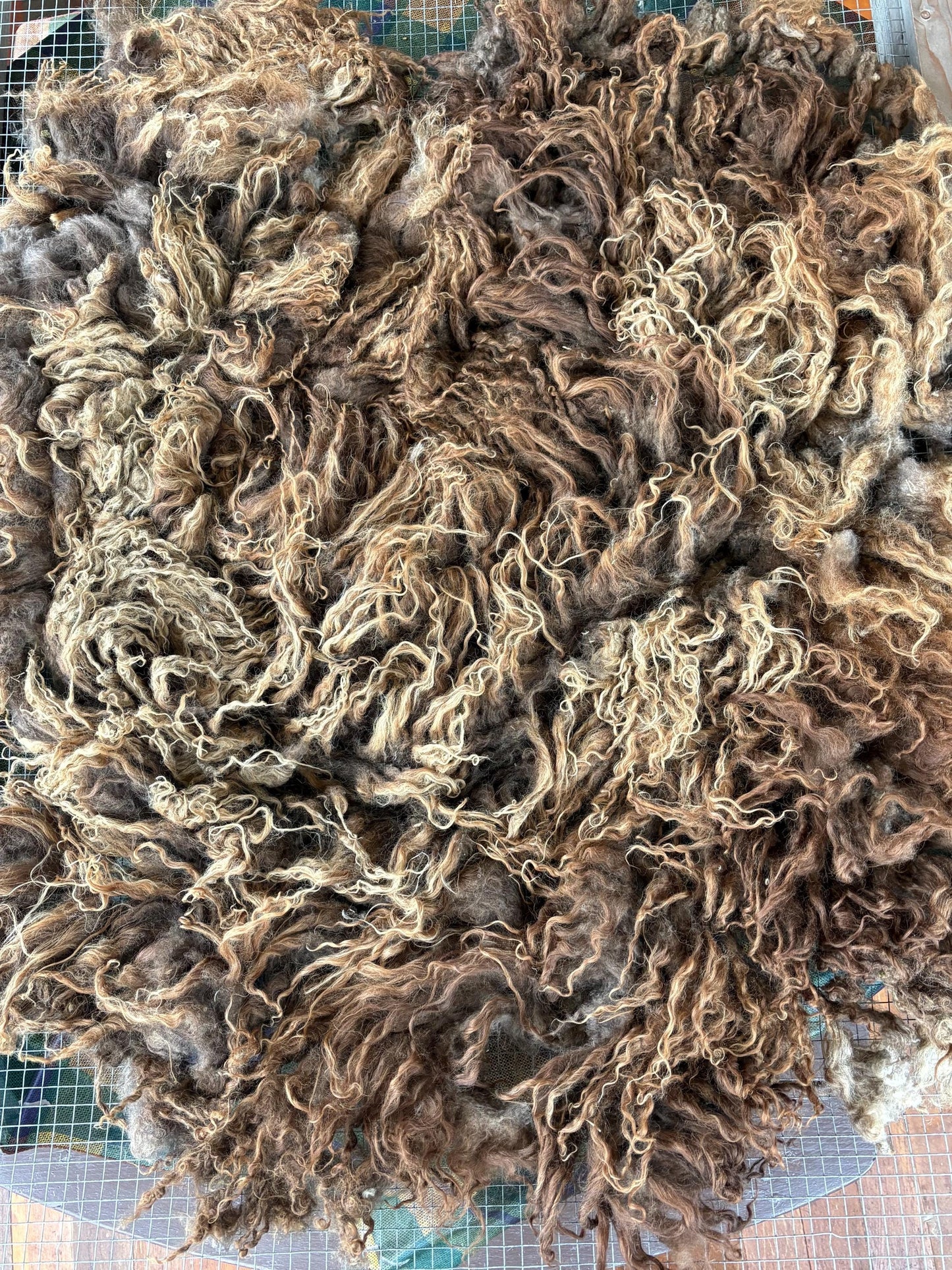 Icelandic Lamb Raw Wool Fleece (Fall Shearing)