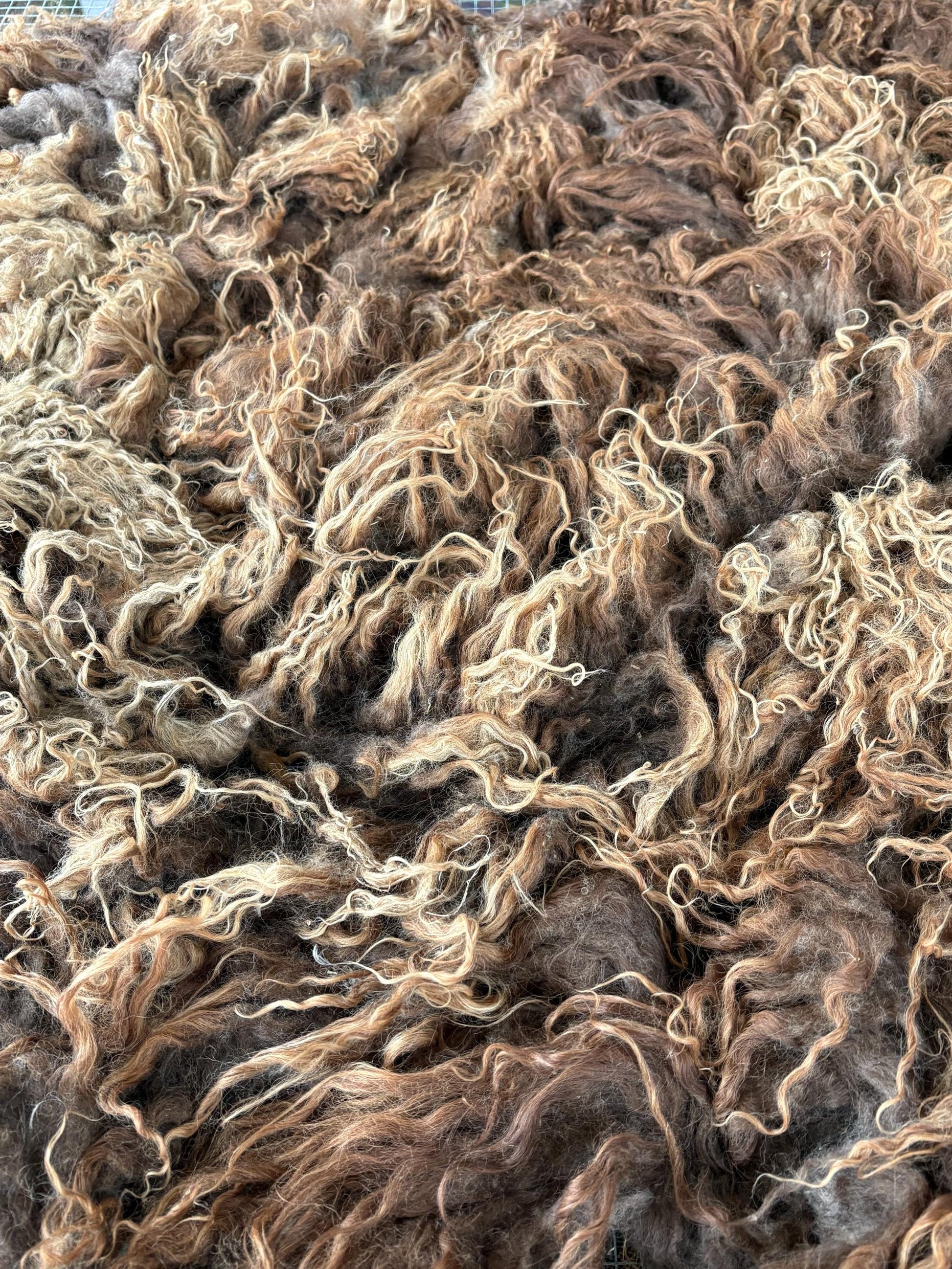 Icelandic Lamb Raw Wool Fleece (Fall Shearing)