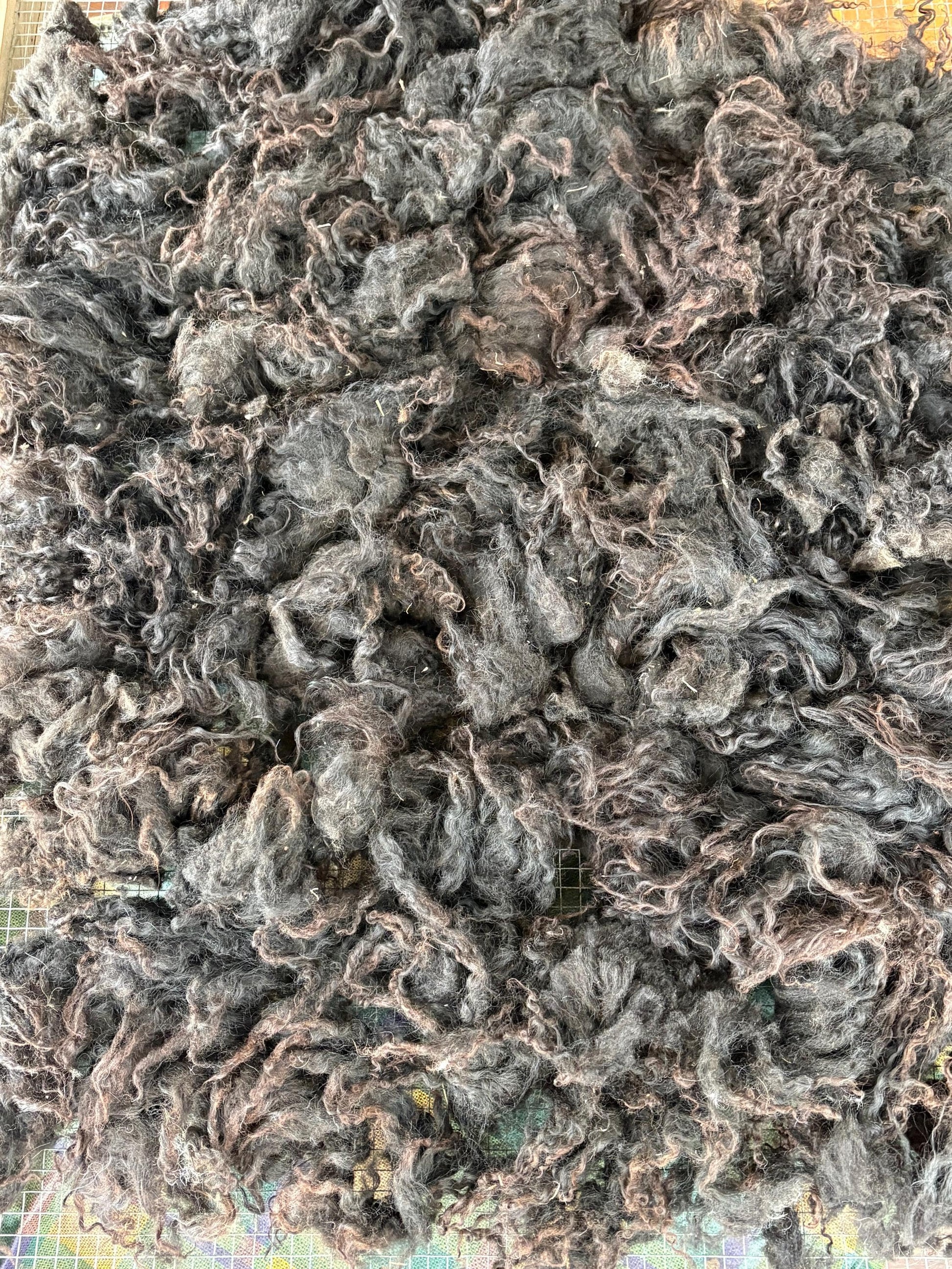 Icelandic Lamb Raw Wool Fleece (Fall Shearing)