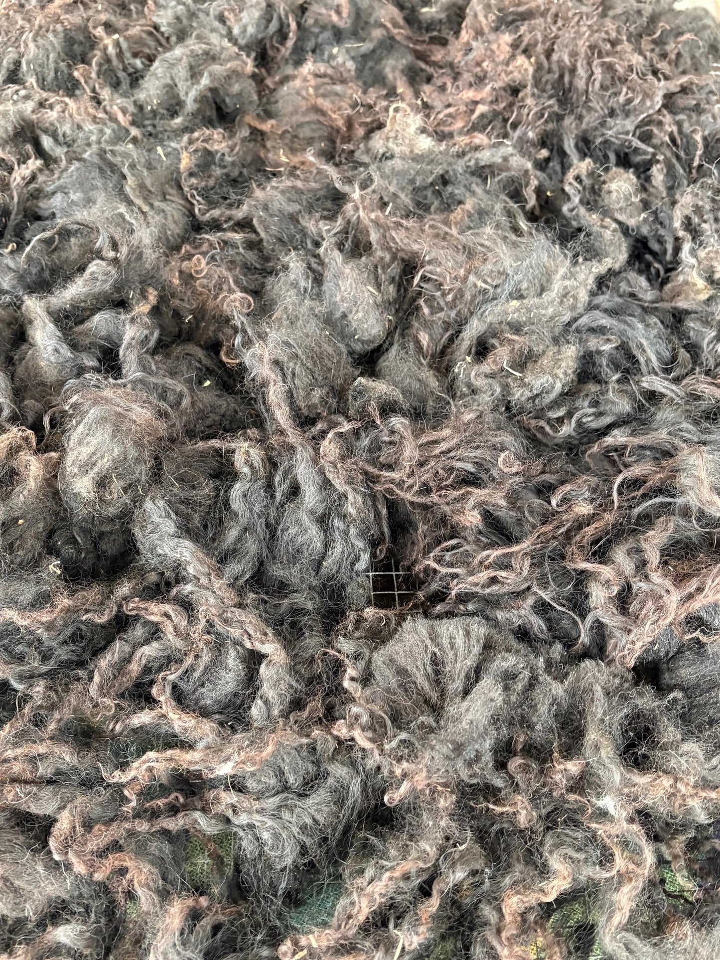 Icelandic Lamb Raw Wool Fleece (Fall Shearing)