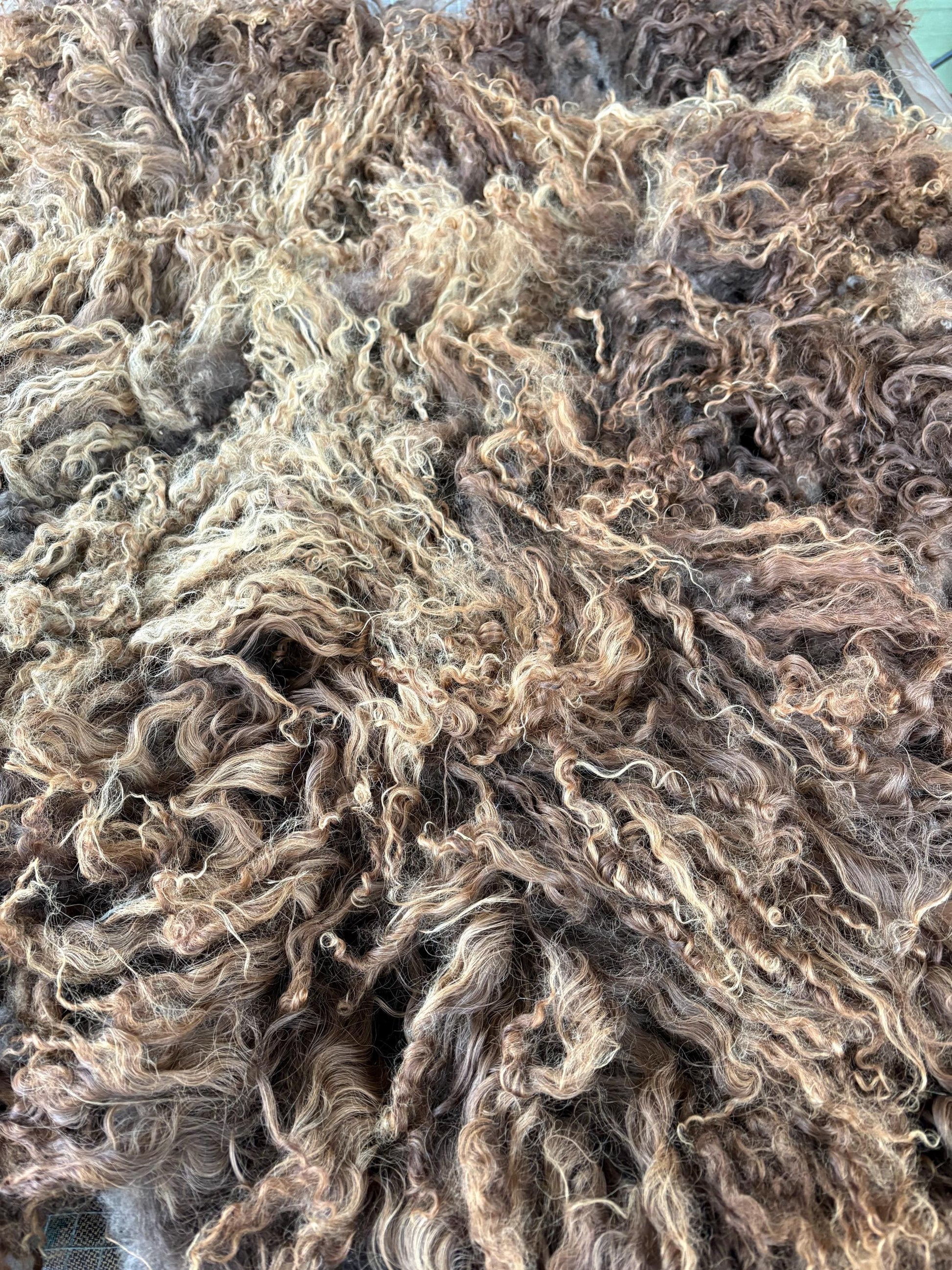 Icelandic Lamb Raw Wool Fleece (Fall Shearing)