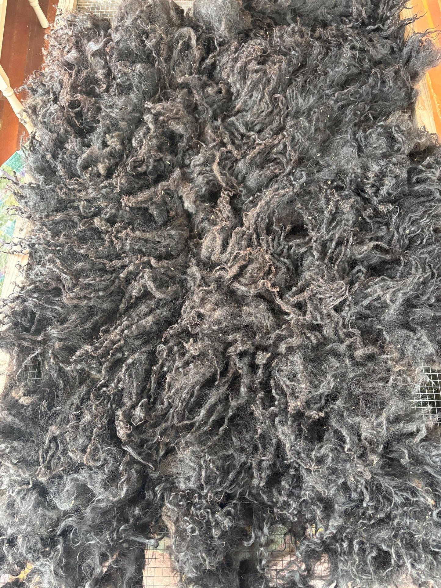 Icelandic Lamb Raw Wool Fleece (Fall Shearing)