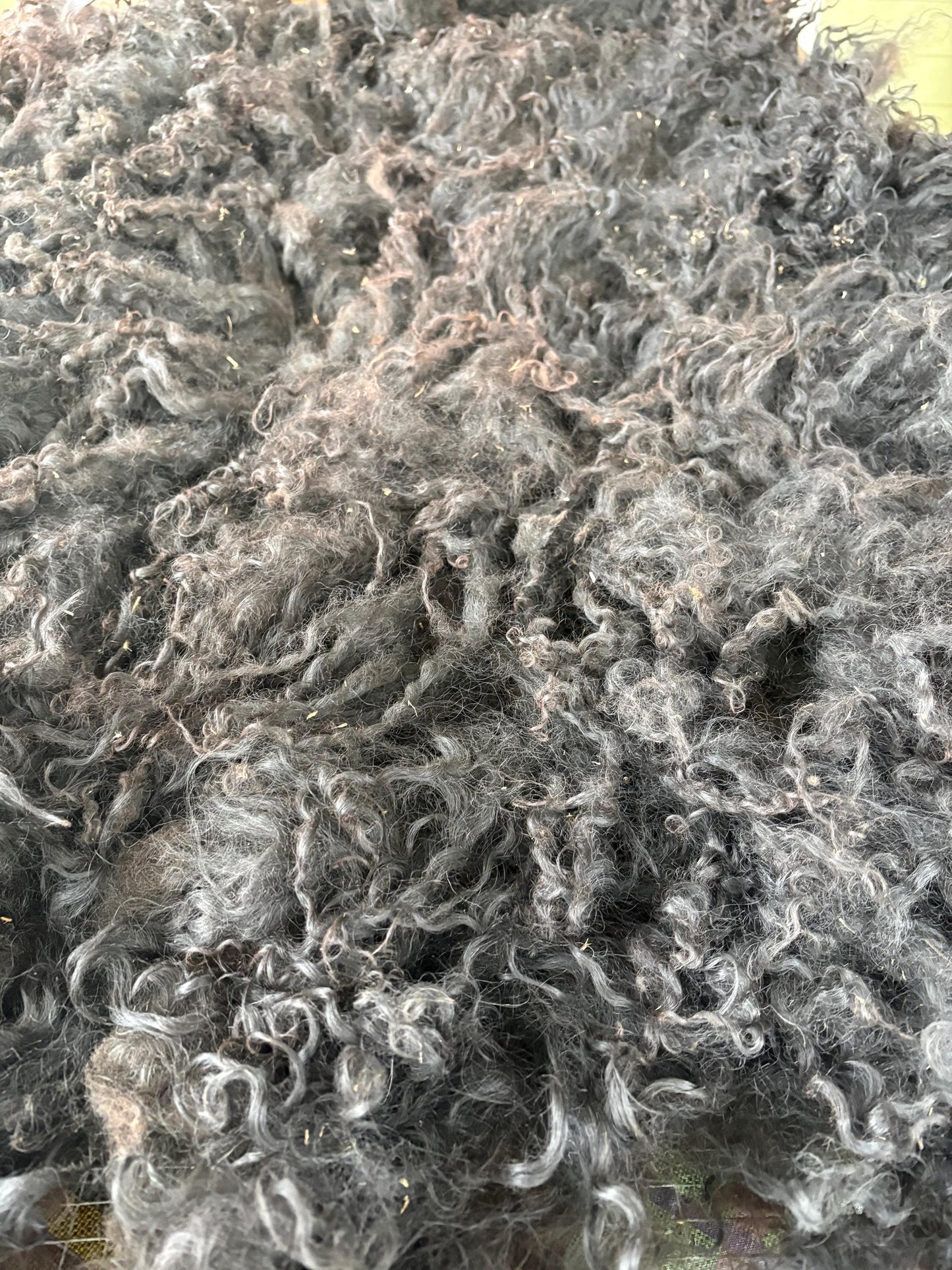 Icelandic Lamb Raw Wool Fleece (Fall Shearing)