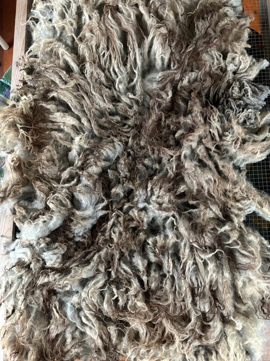 Icelandic Lamb Raw Wool Fleece (Fall Shearing)