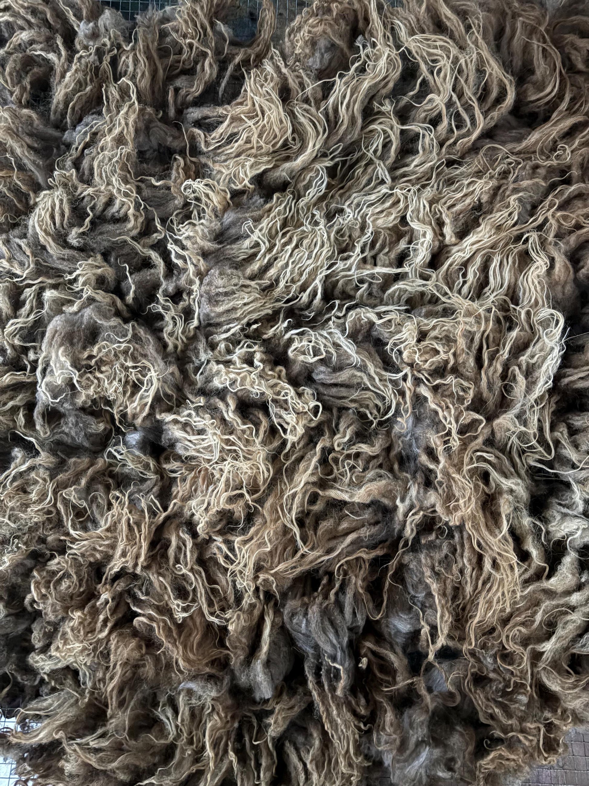 Icelandic Lamb Raw Wool Fleece (Fall Shearing)