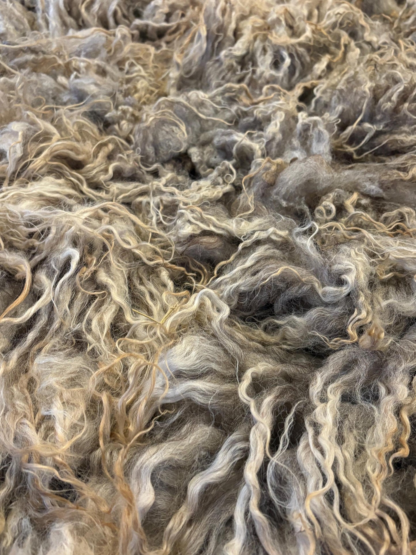 Icelandic Lamb Raw Wool Fleece (Fall Shearing)