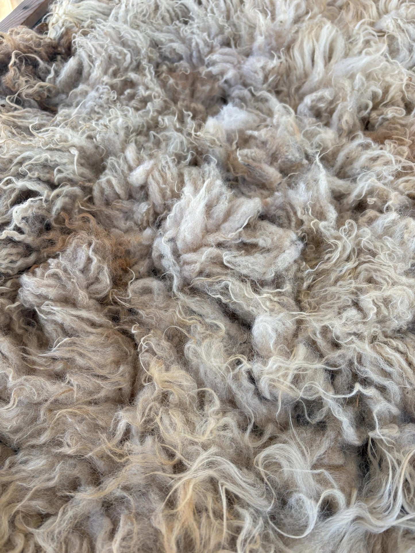 Icelandic Lamb Raw Wool Fleece (Fall Shearing)