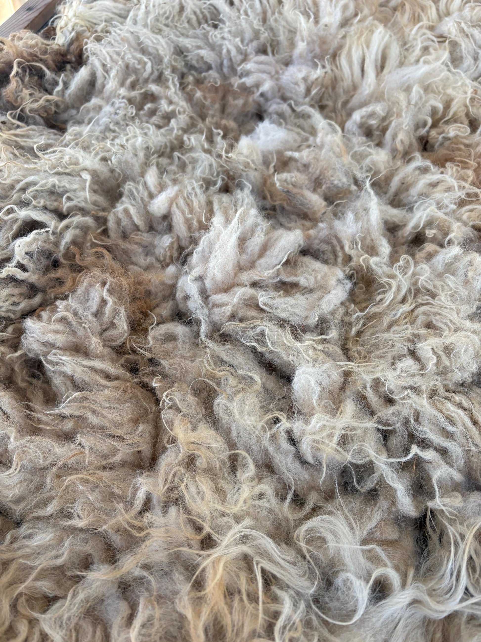 Icelandic Lamb Raw Wool Fleece (Fall Shearing)