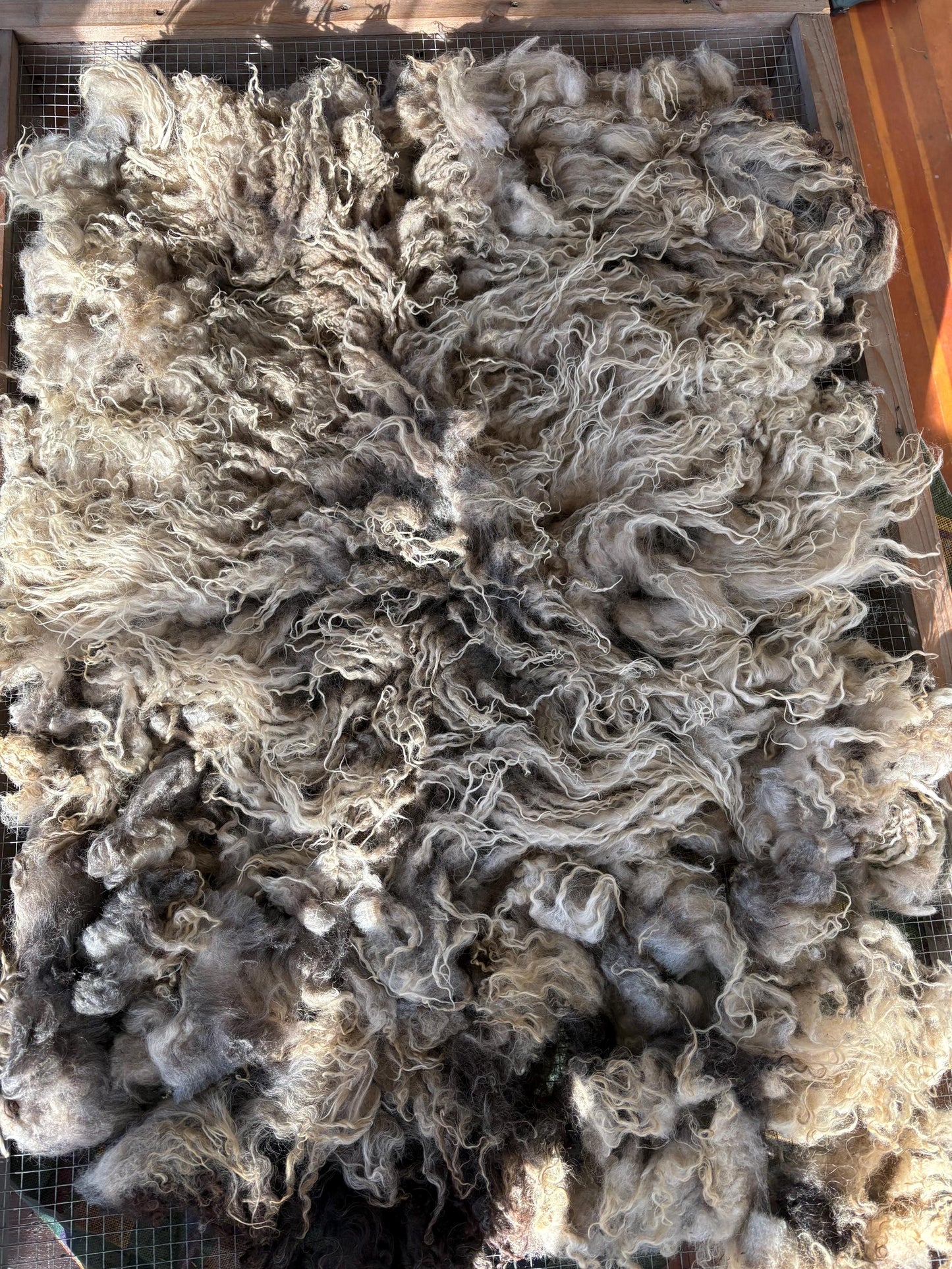 Icelandic Lamb Raw Wool Fleece (Fall Shearing)