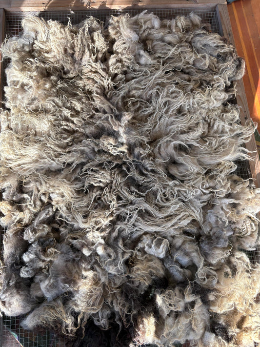 Icelandic Lamb Raw Wool Fleece (Fall Shearing)