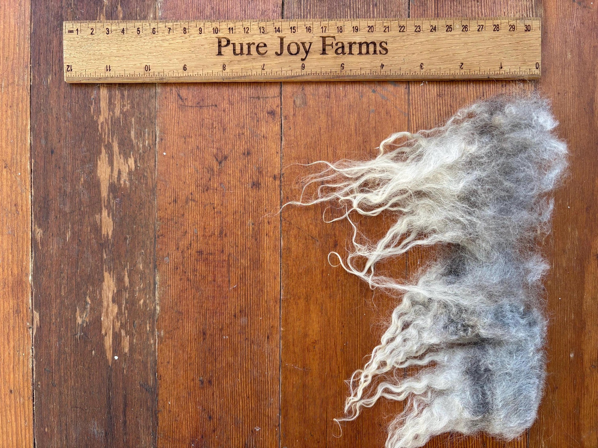 Icelandic Lamb Raw Wool Fleece (Fall Shearing)