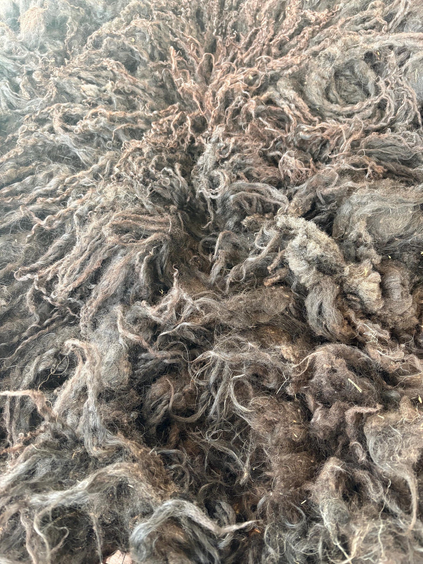 Icelandic Lamb Raw Wool Fleece (Fall Shearing)