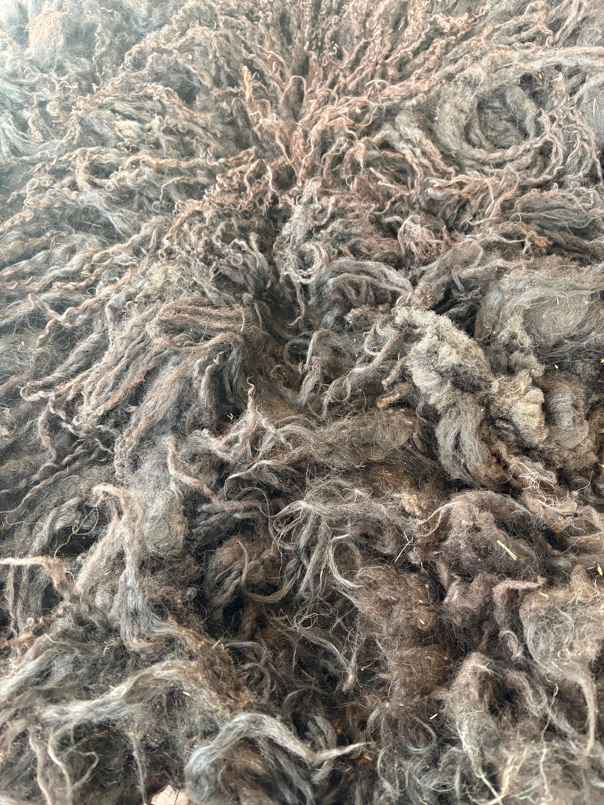 Icelandic Lamb Raw Wool Fleece (Fall Shearing)