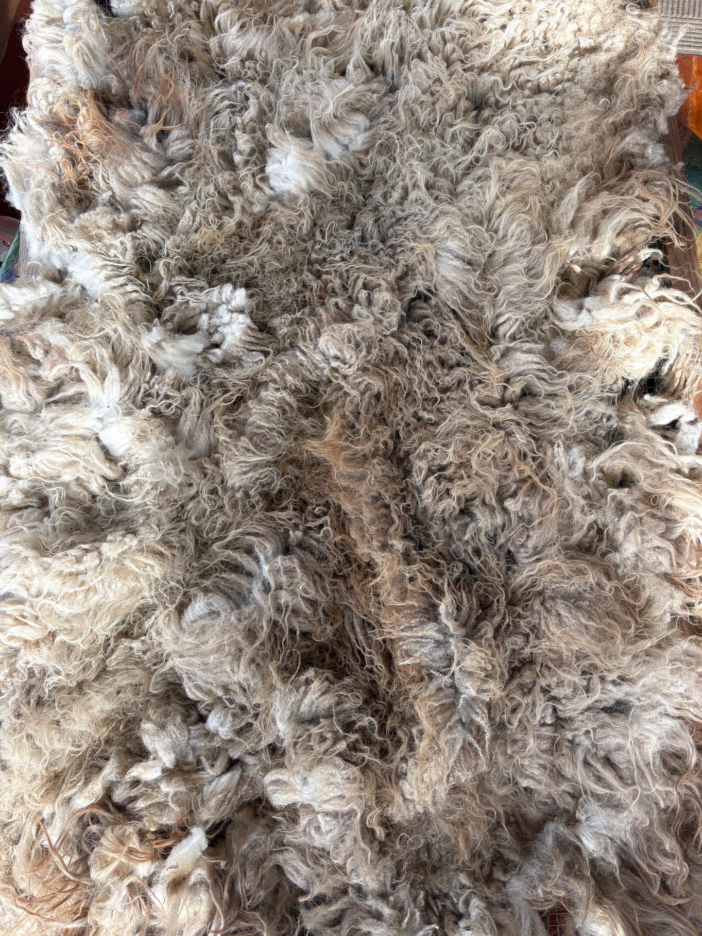 Icelandic Wether Raw Wool Fleece (Fall Shearing)