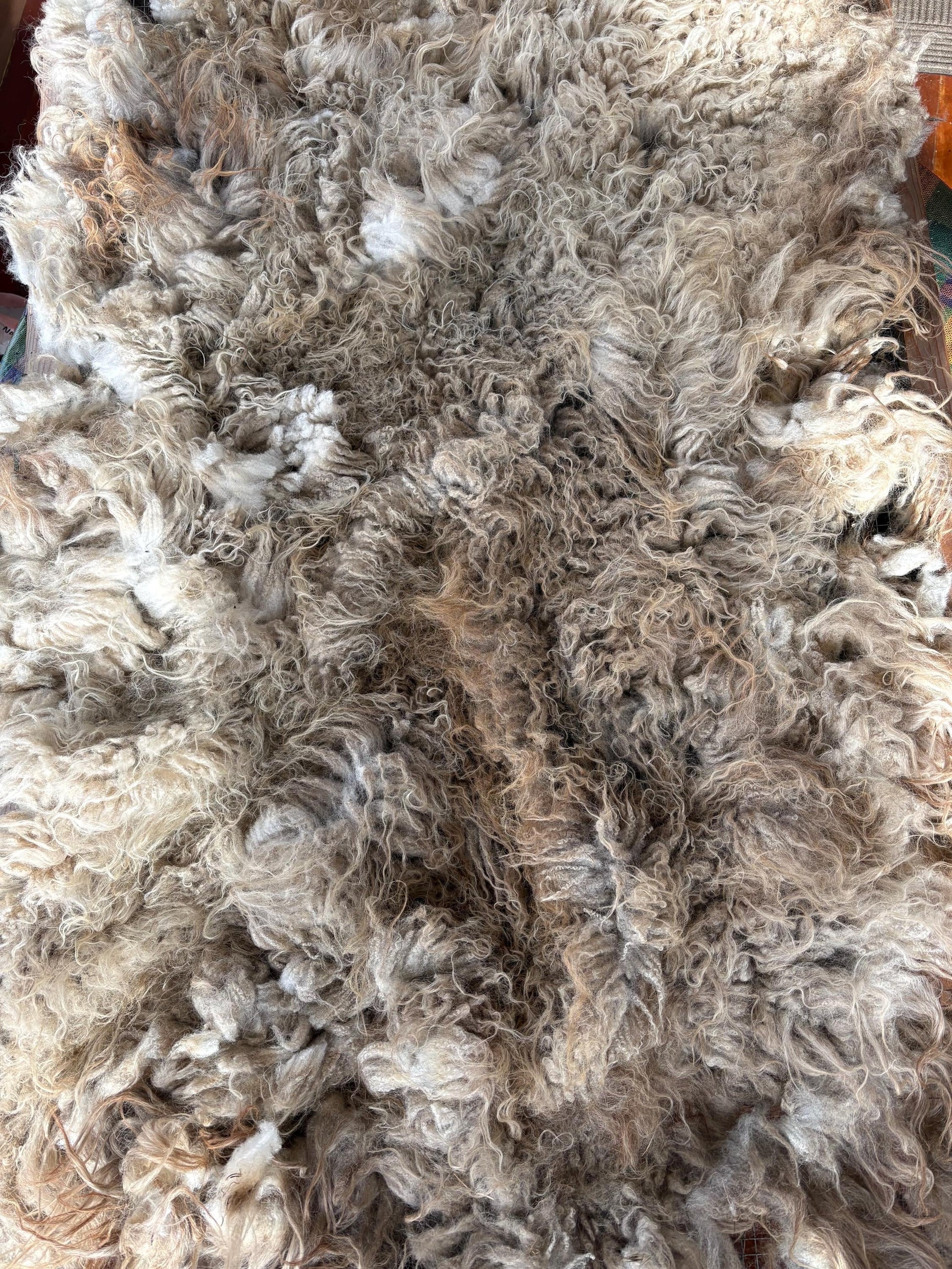Icelandic Wether Raw Wool Fleece (Fall Shearing)
