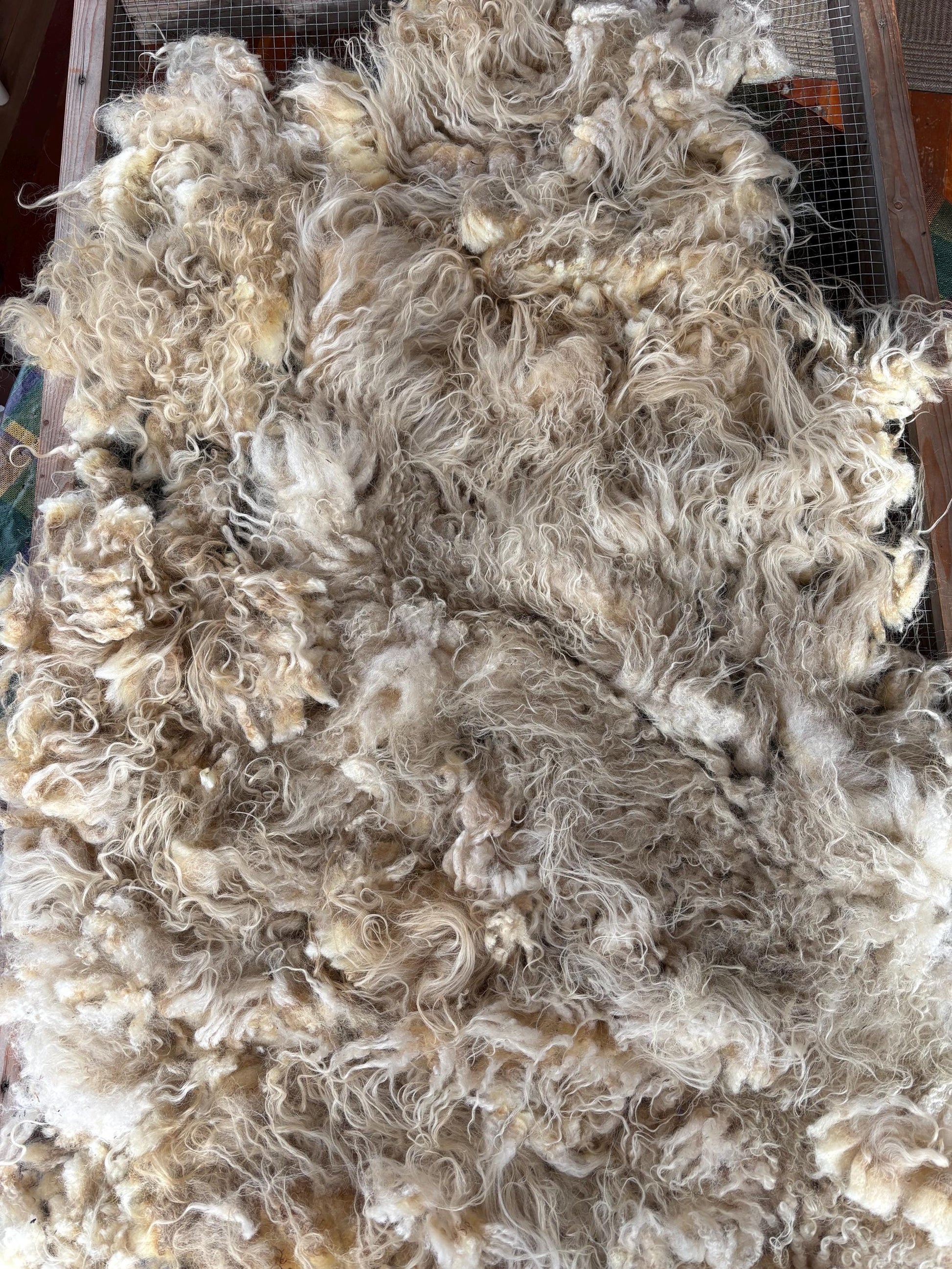 Icelandic Ewe Raw Wool Fleece (Fall Shearing)