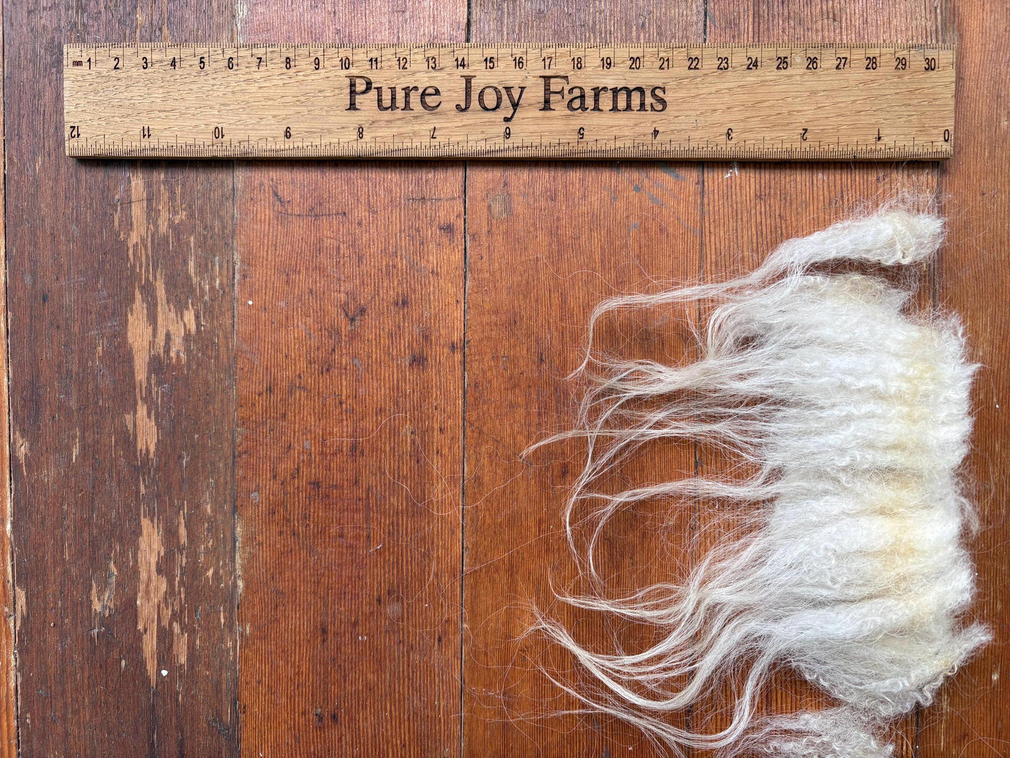 Icelandic Ewe Raw Wool Fleece (Fall Shearing)