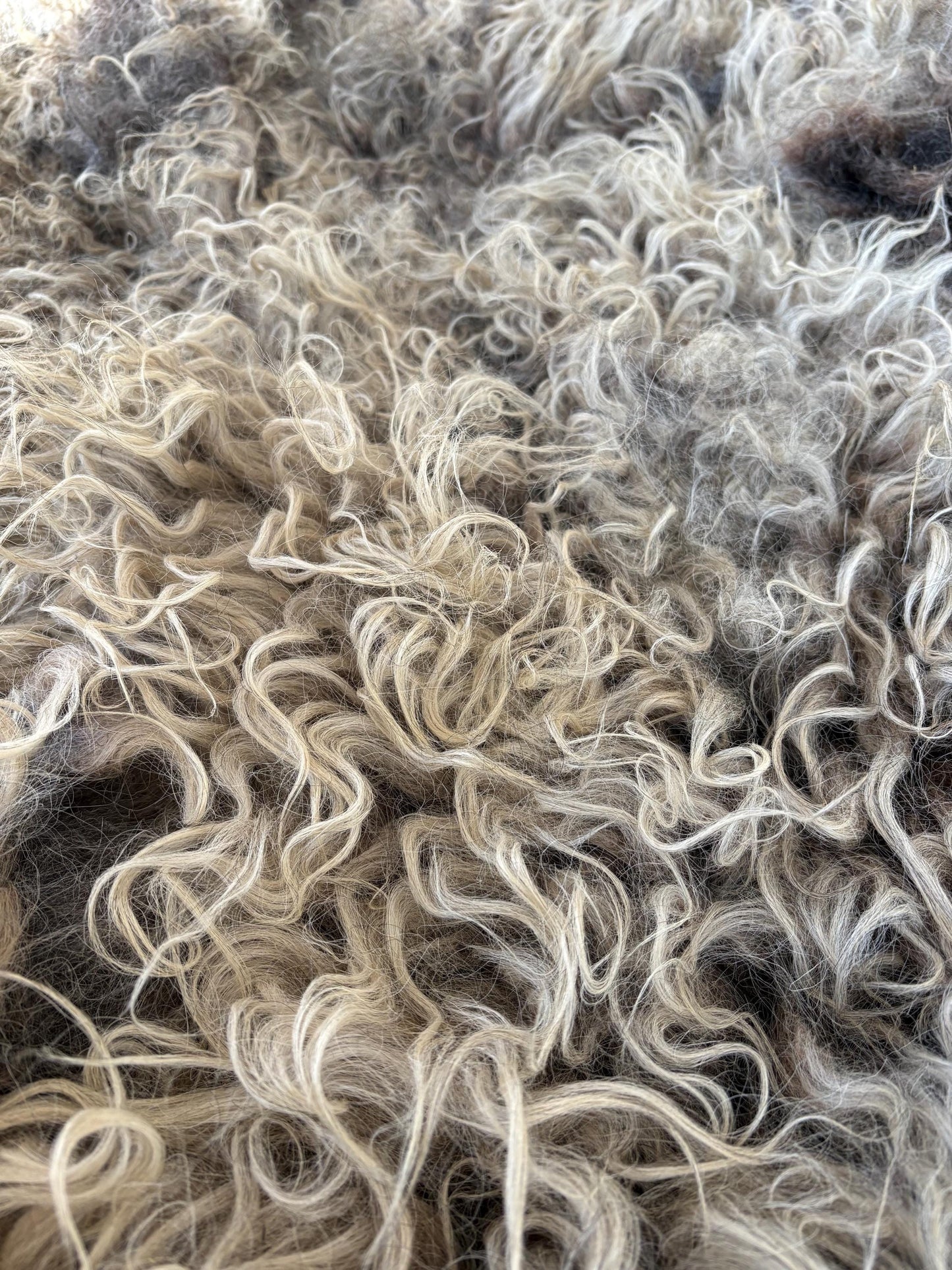 Icelandic Ewe Raw Wool Fleece (Fall Shearing)