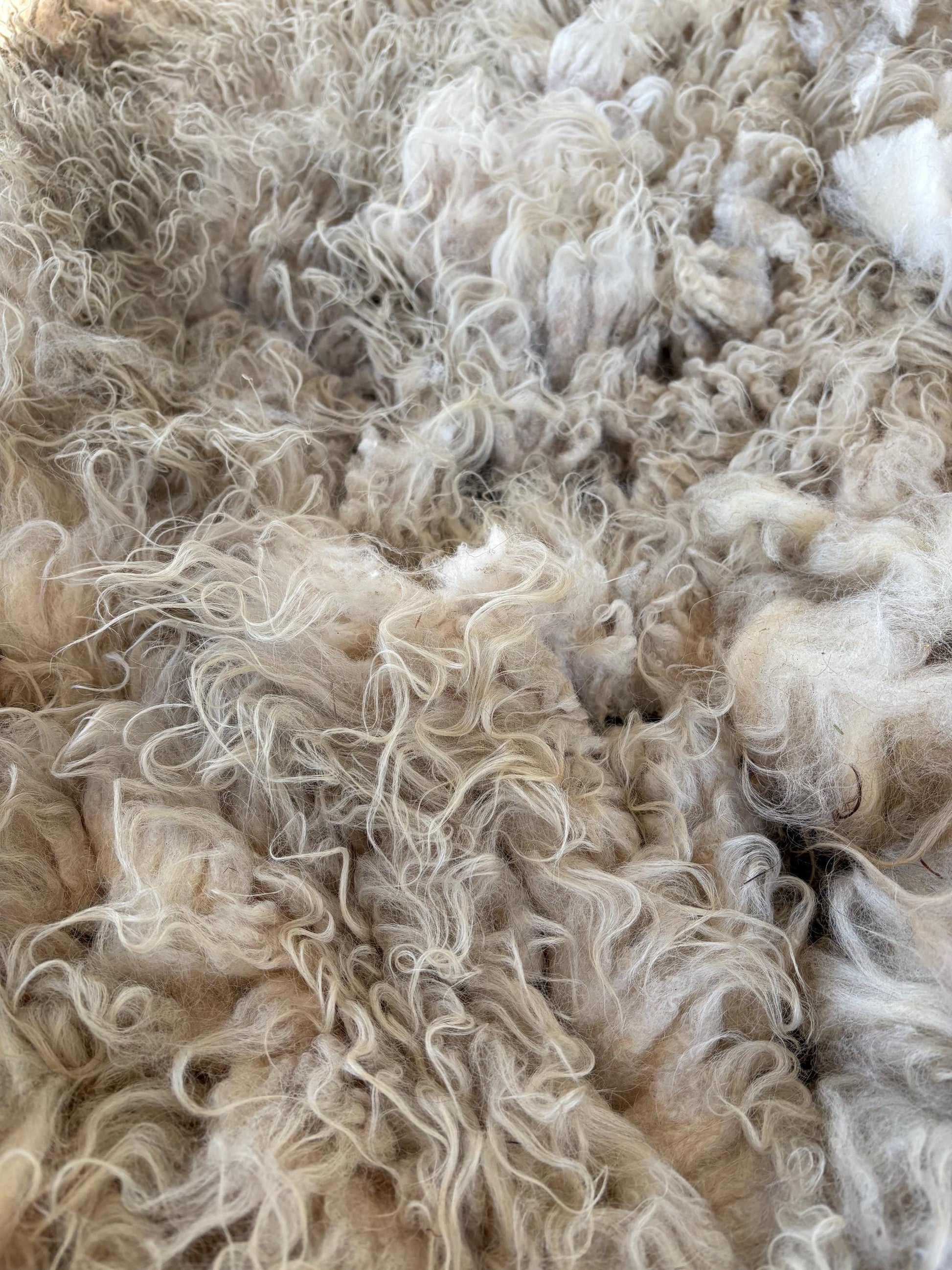 Icelandic Ewe Raw Wool Fleece (Fall Shearing)