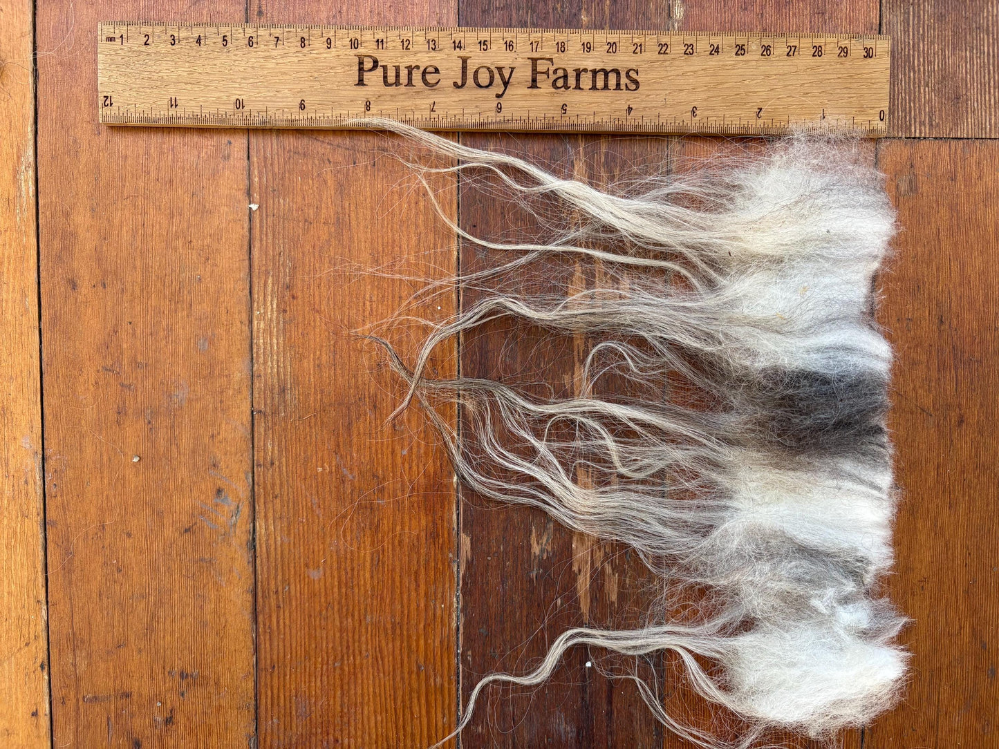 Icelandic Ewe Raw Wool Fleece (Fall Shearing)
