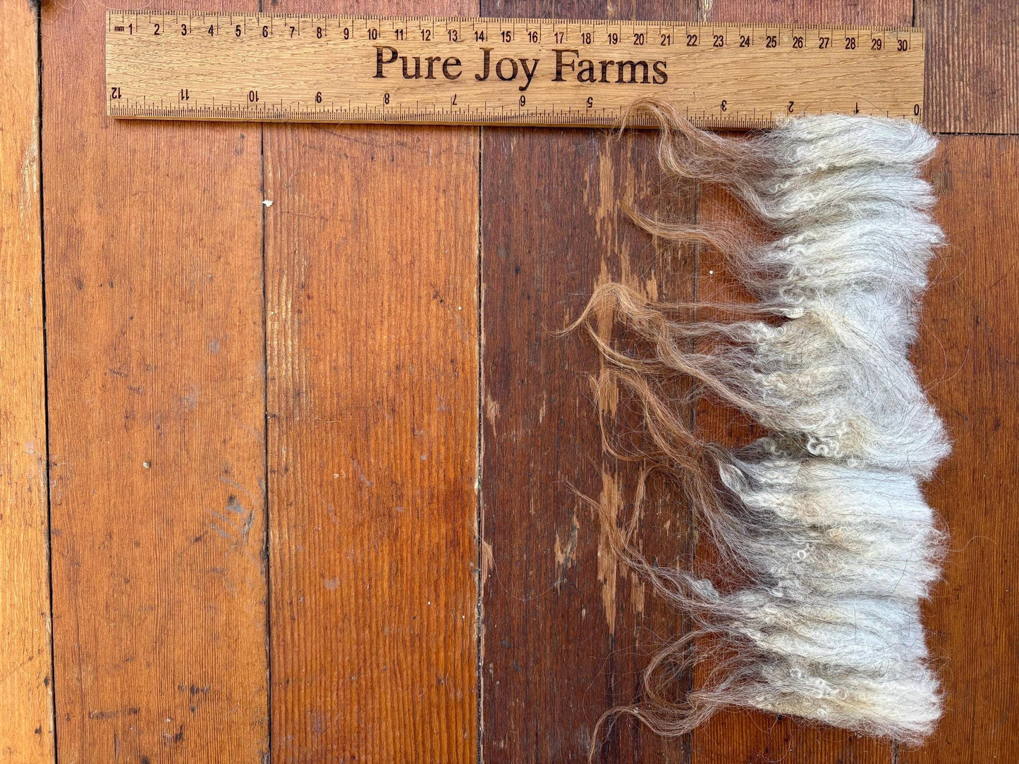 Icelandic Ewe Raw Wool Fleece (Fall Shearing)