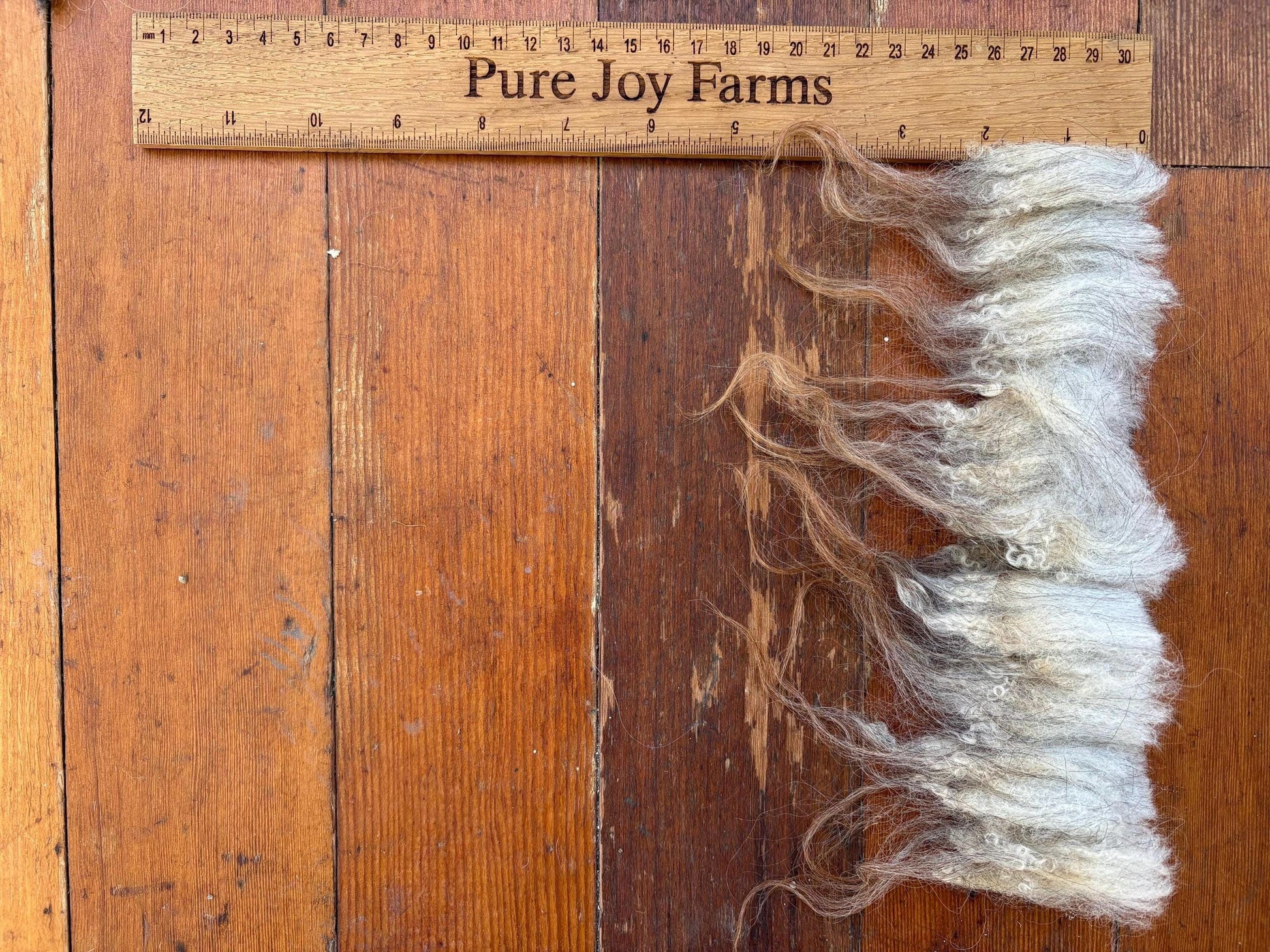 Icelandic Ewe Raw Wool Fleece (Fall Shearing)