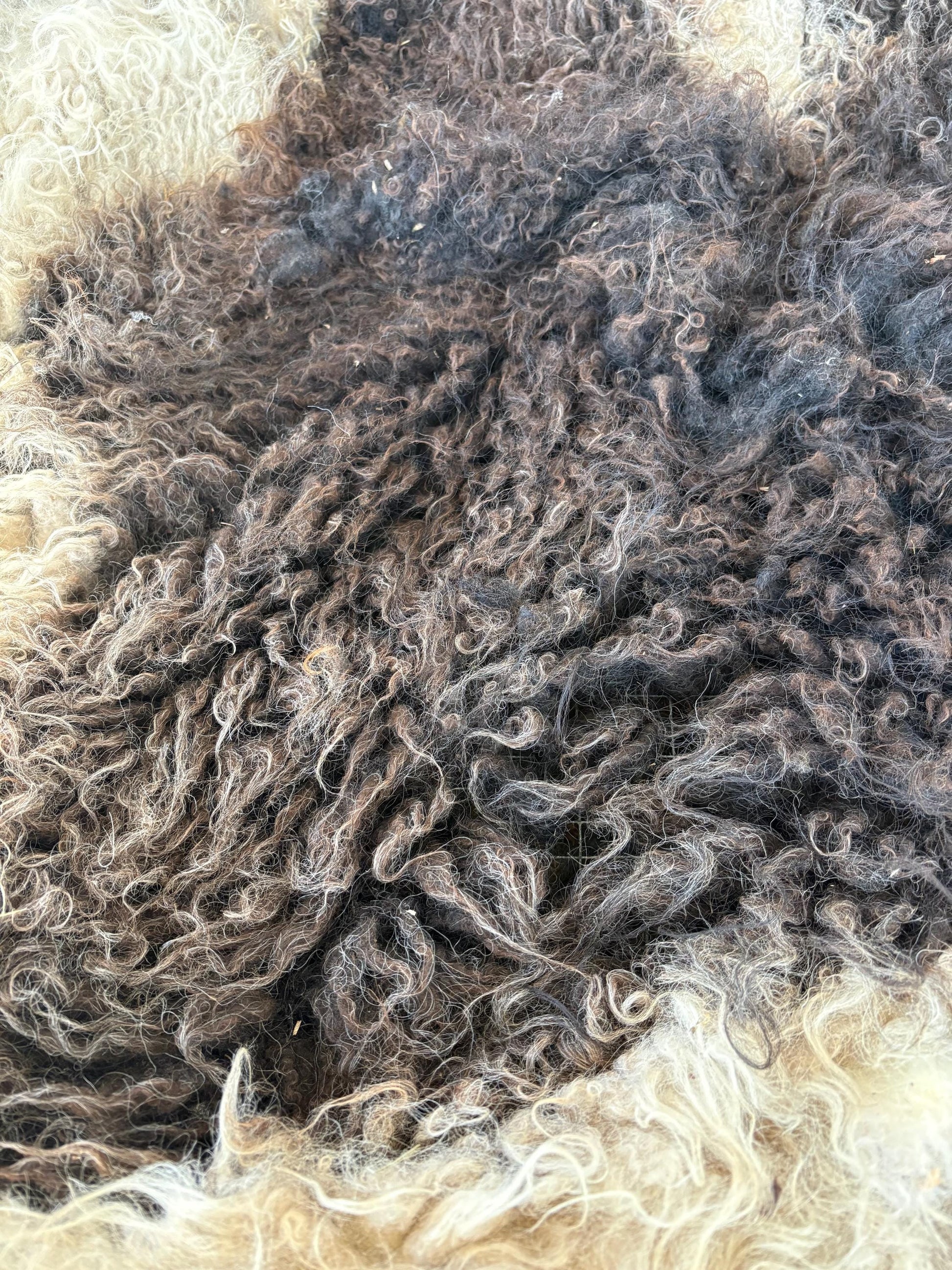 Icelandic Ewe Raw Wool Fleece (Fall Shearing)
