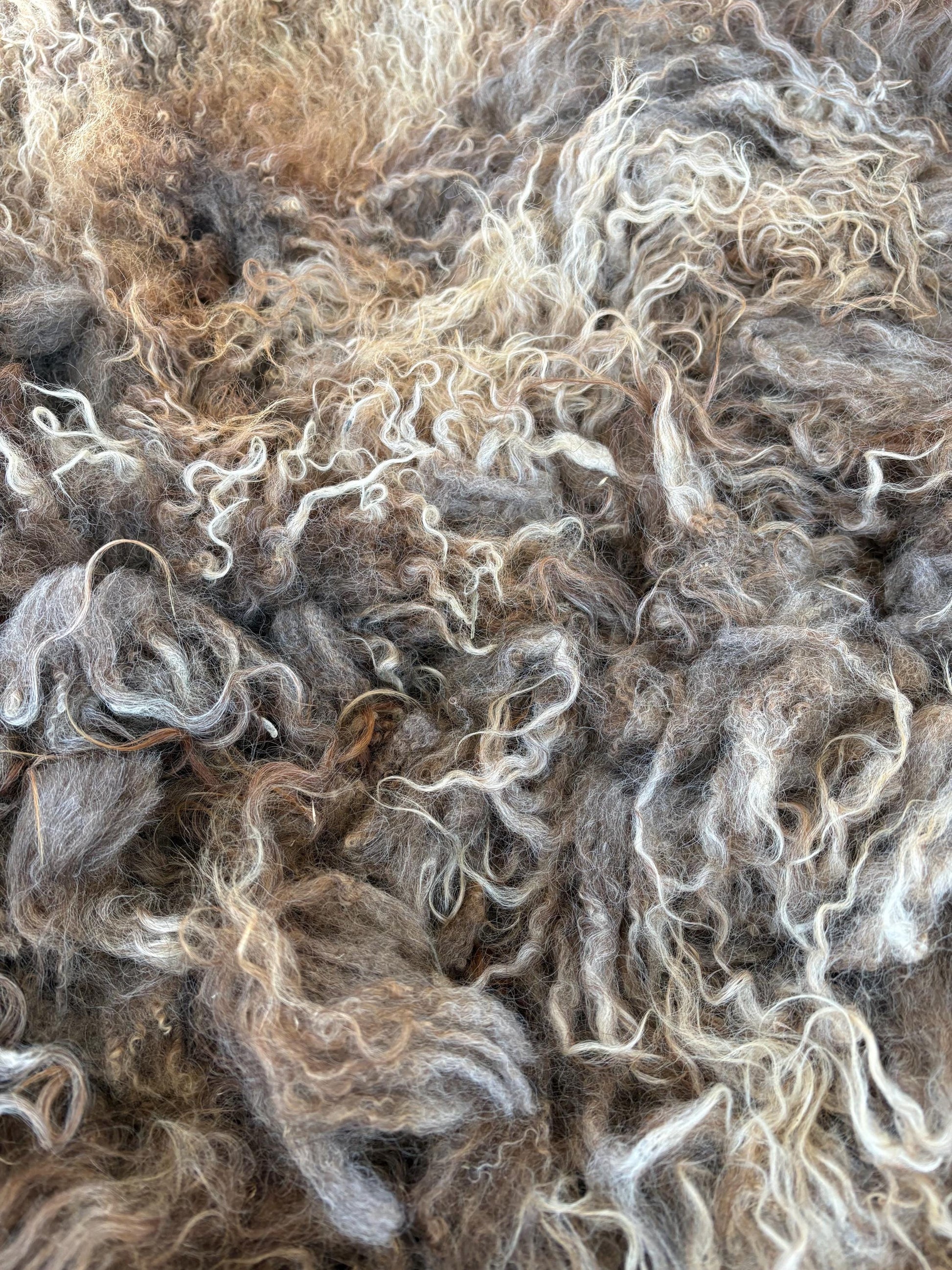 Icelandic Ewe Raw Wool Fleece (Fall Shearing)