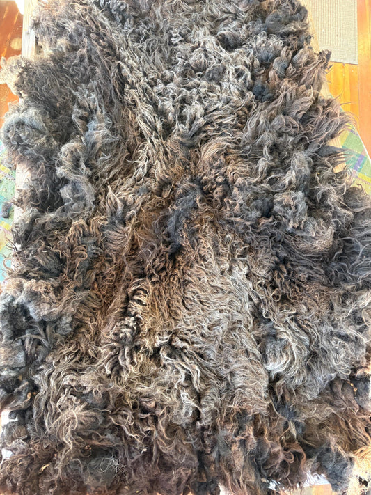 Icelandic Ewe Raw Wool Fleece (Fall Shearing)