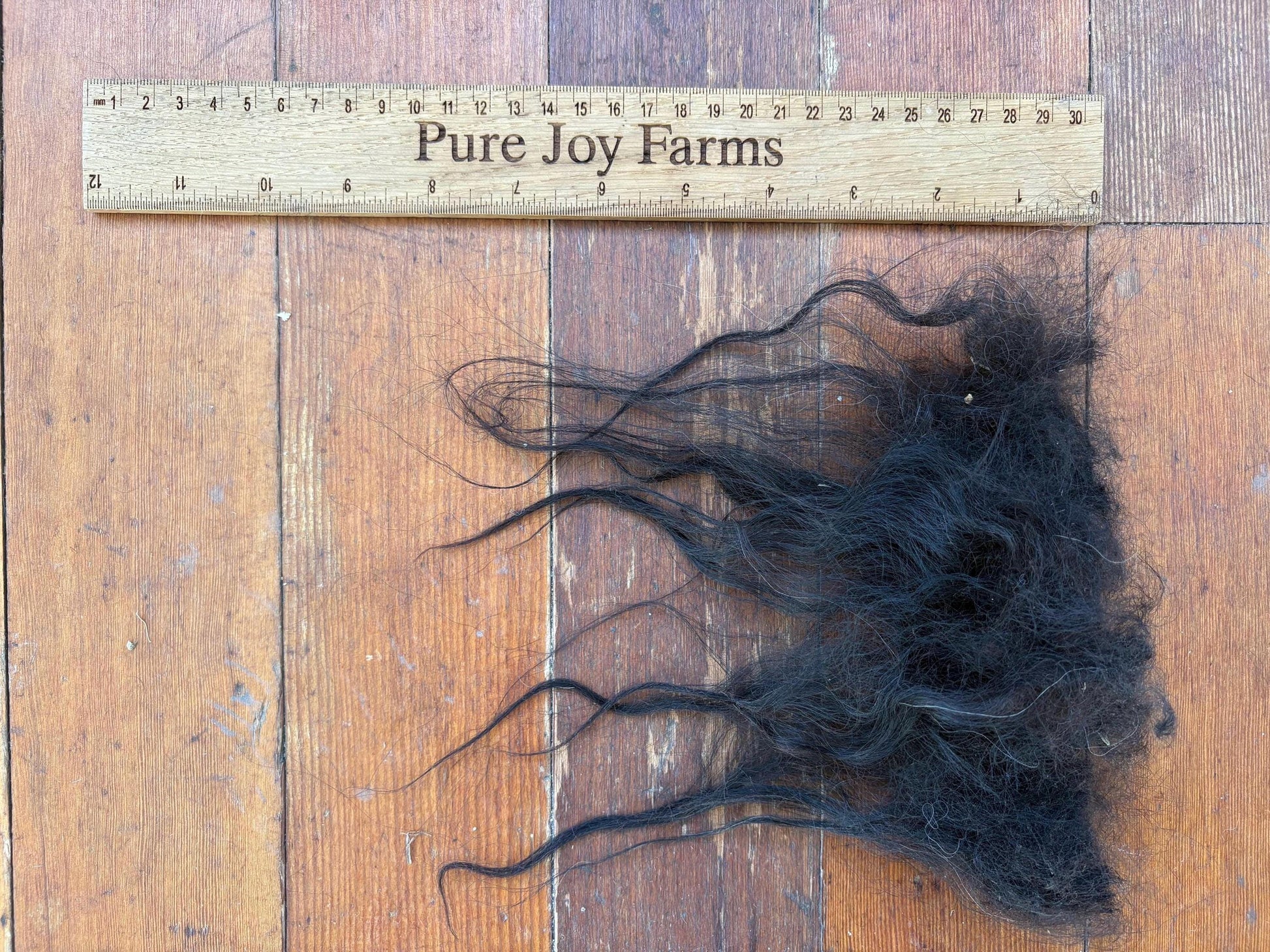 Icelandic Ewe Raw Wool Fleece (Fall Shearing)
